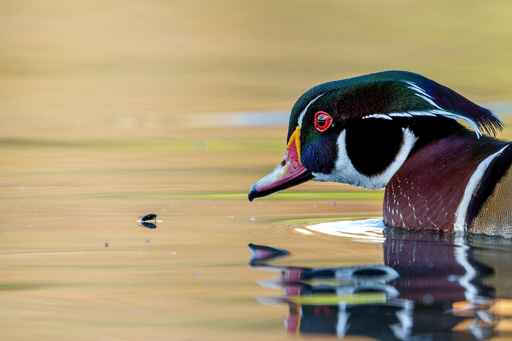 Удивительные мир птиц. Вокруг нас столько прекрасного — присмотритесь!. Ваш личный фотограф Марина Волкова