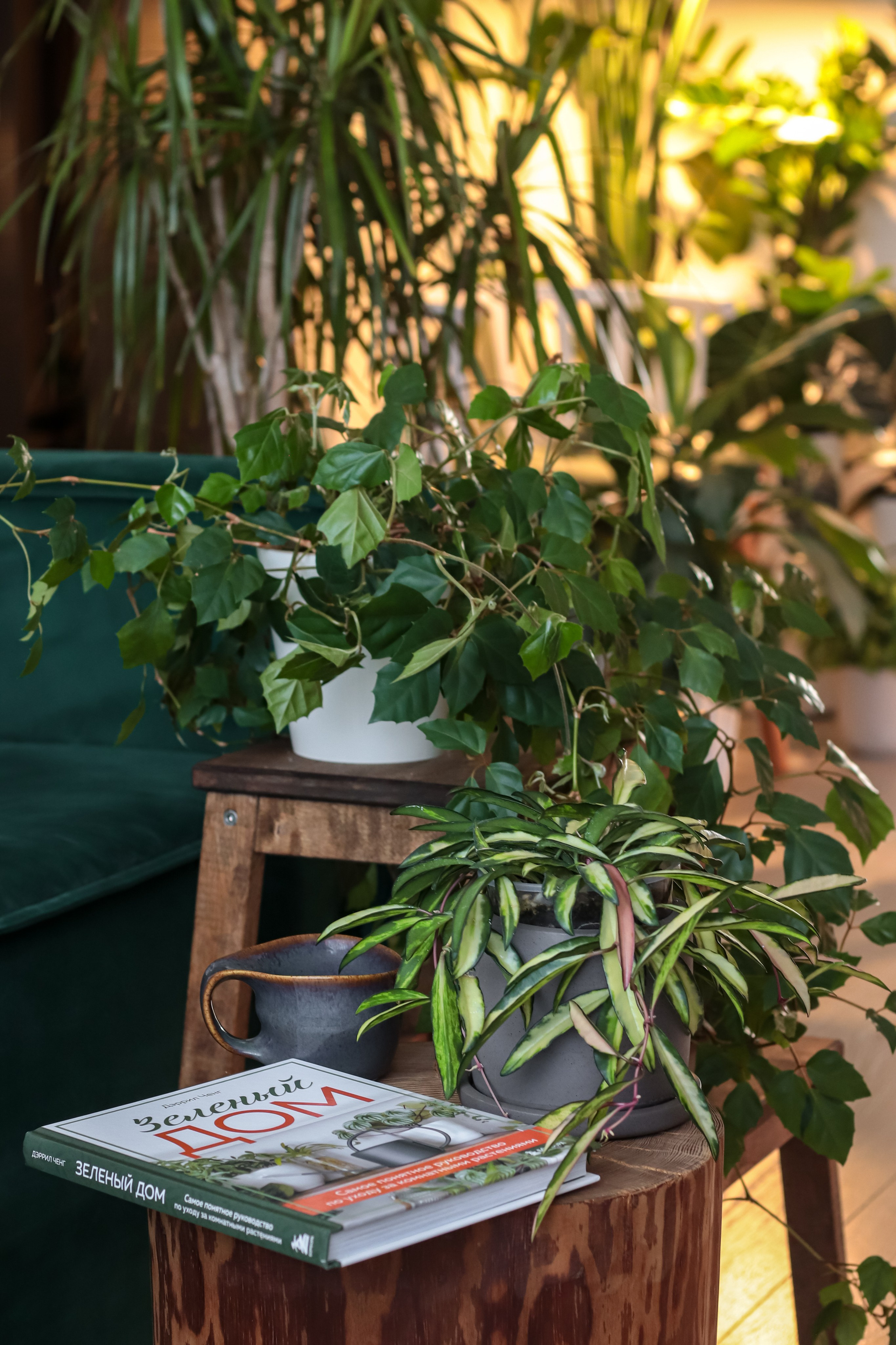 Контент съёмка для фитодизайнера. Фотограф Химки Анна Татарских