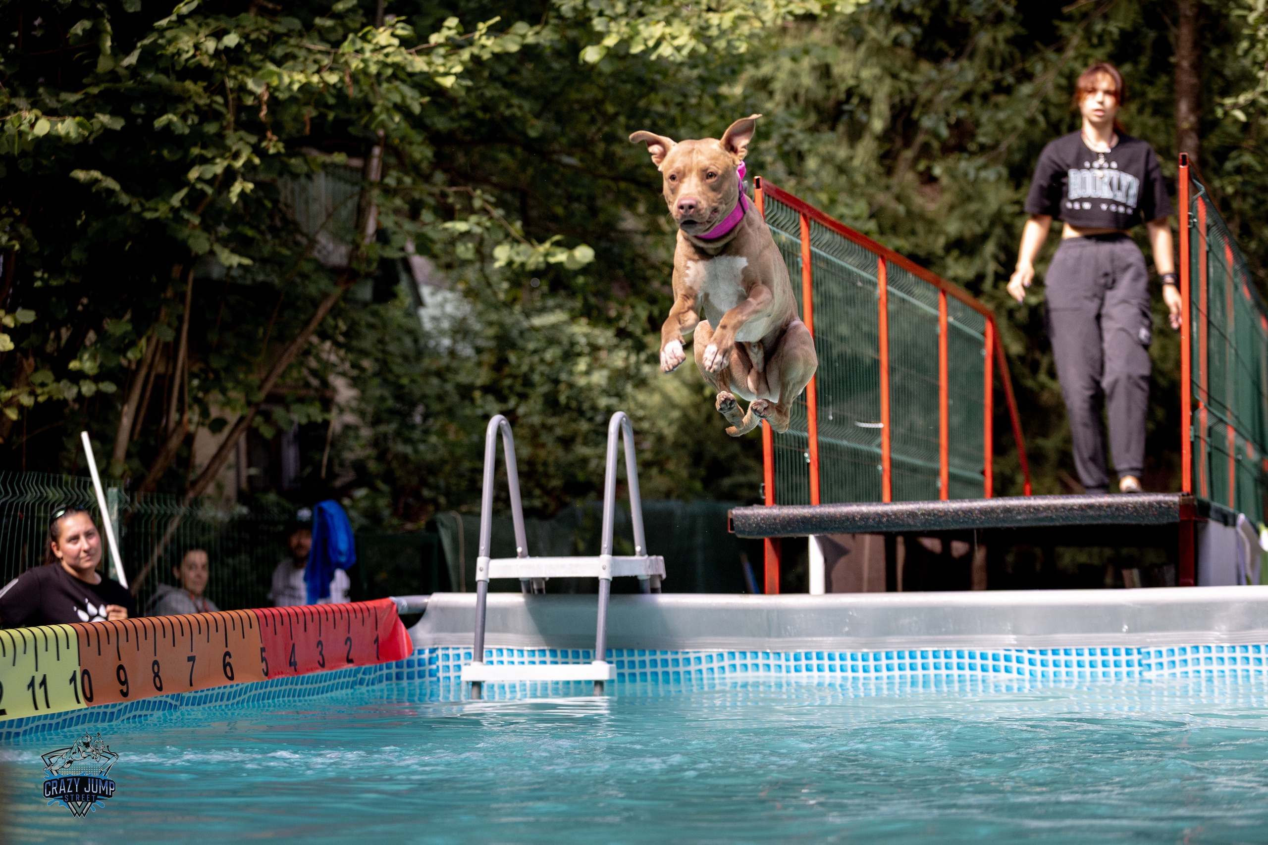 Собаки, спорт, Док дайвинг. Свадебный и репортажный фотограф в Москве и Московской области