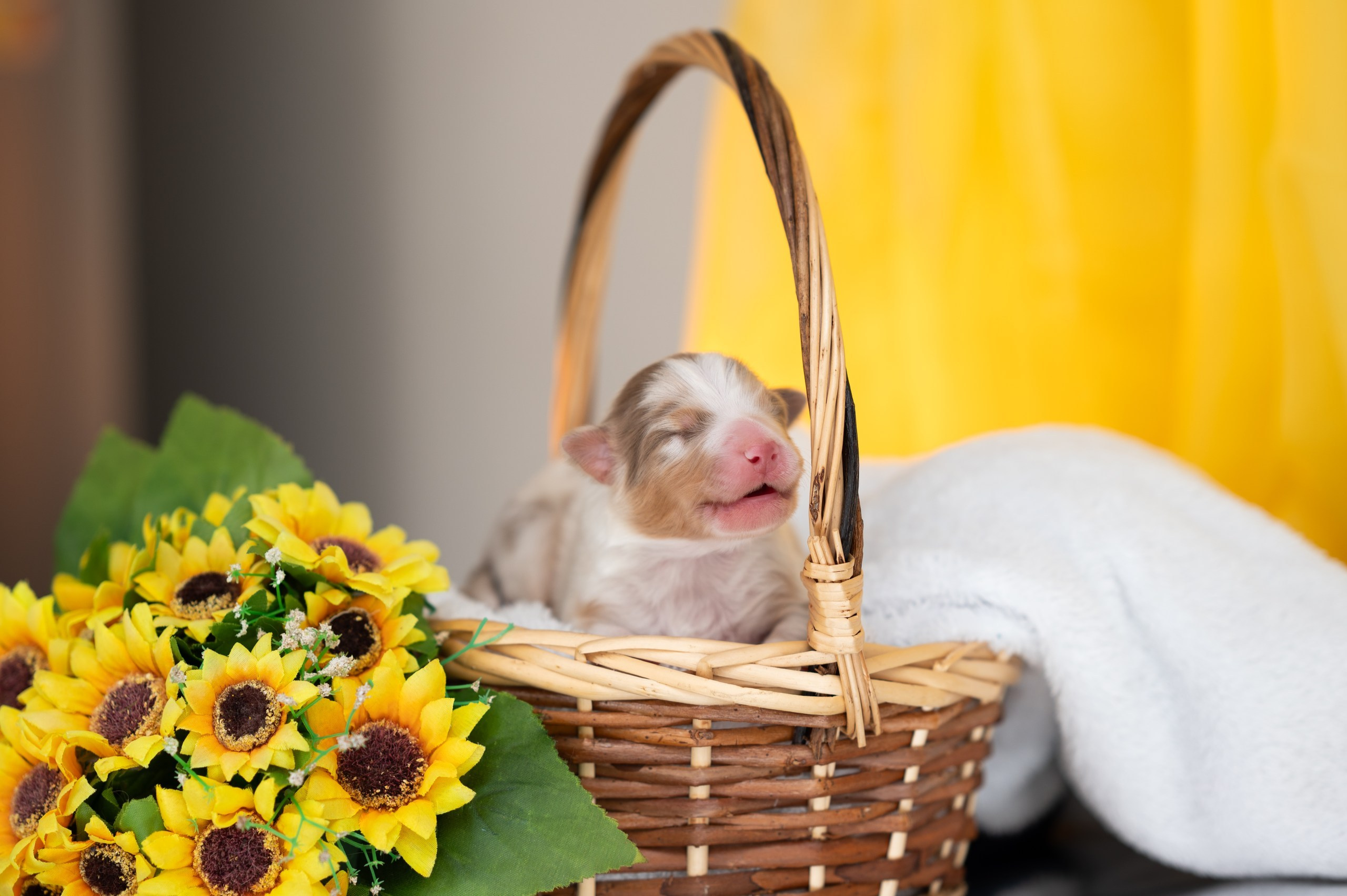 Заводчик Влада Эльман. Творческий фотограф Вологда