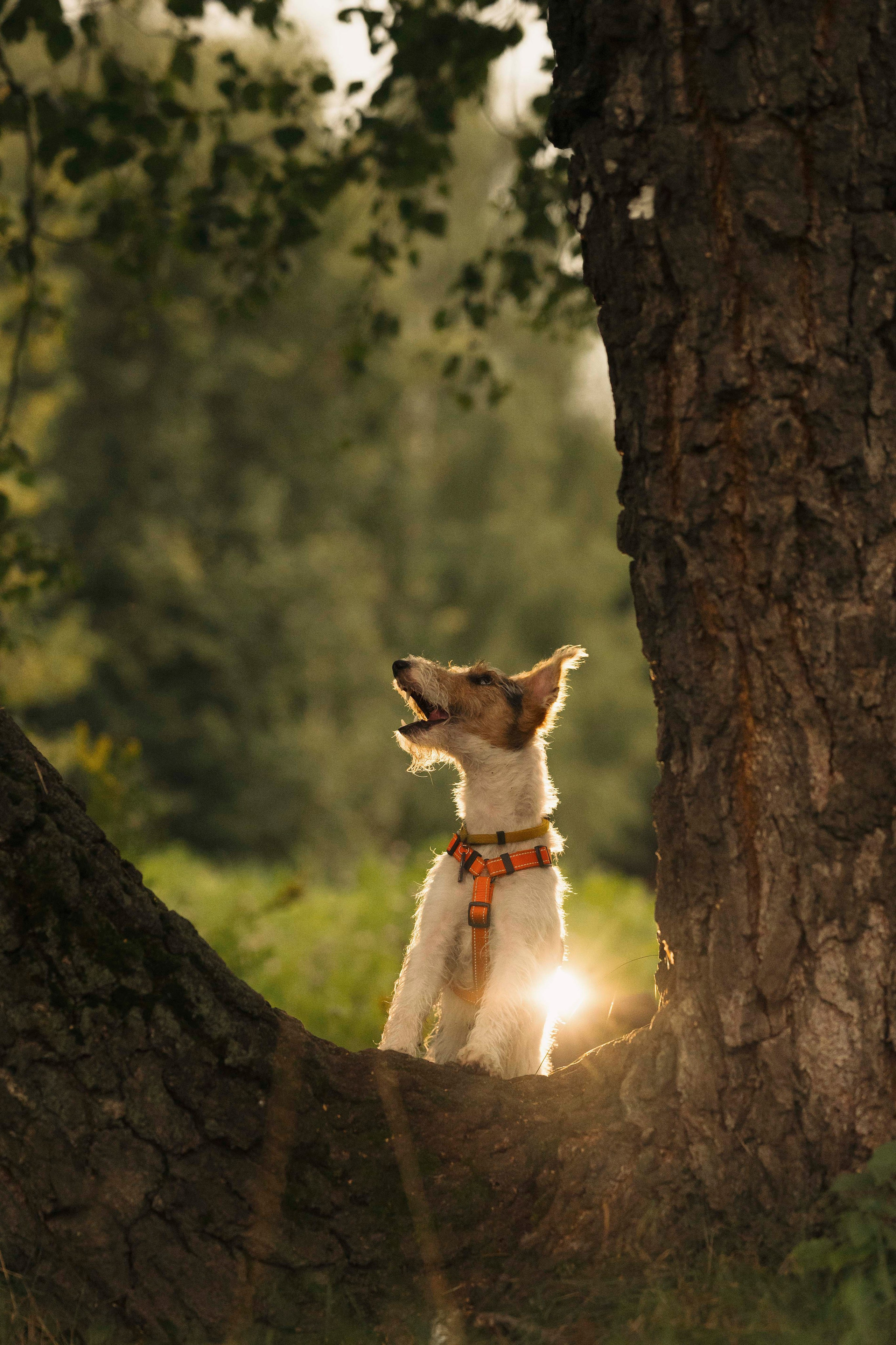 Мартин. Фотограф- анималист Александра Матвеева