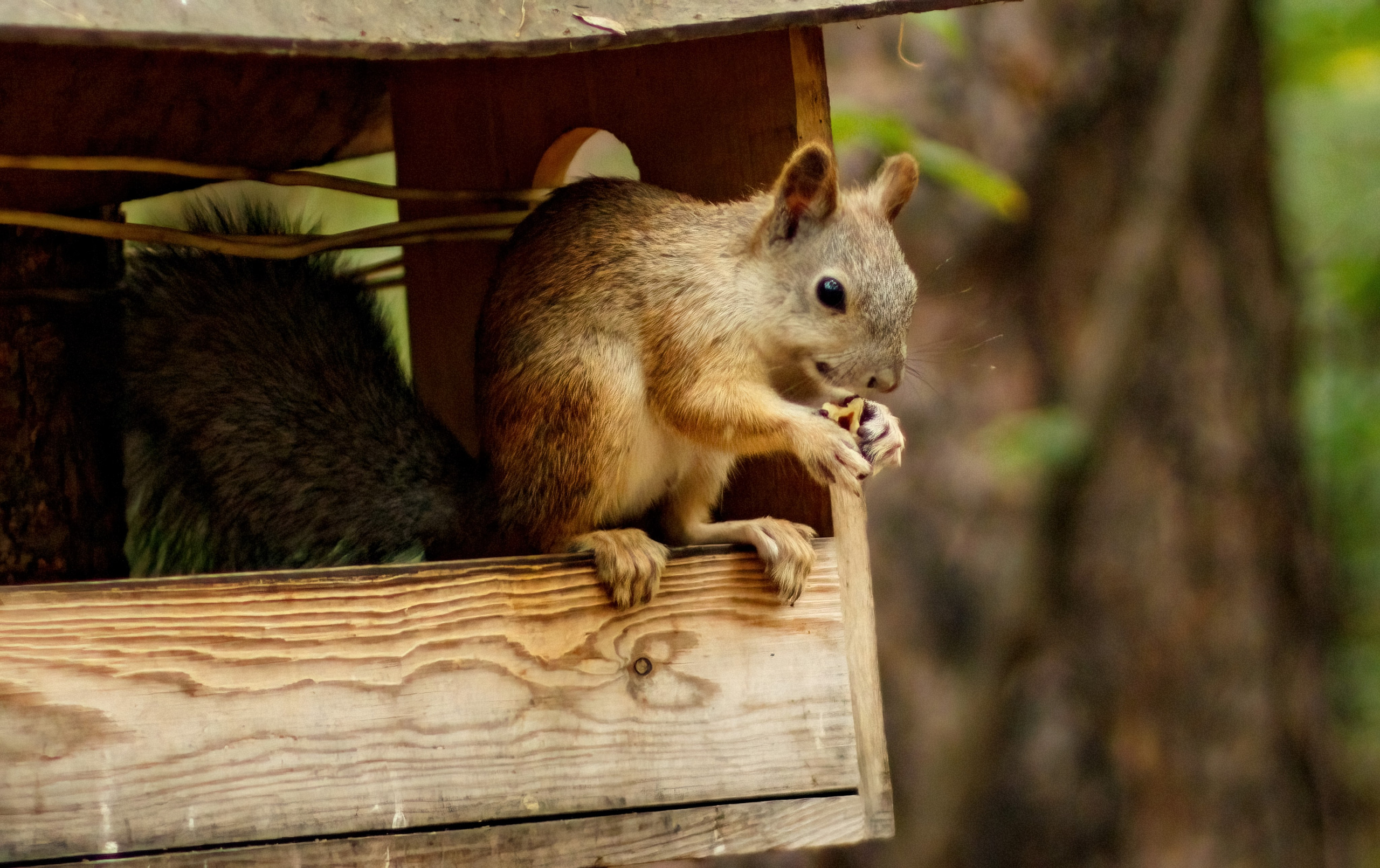 Белки / Squirrels. Фотограф Андрей Гузеев
