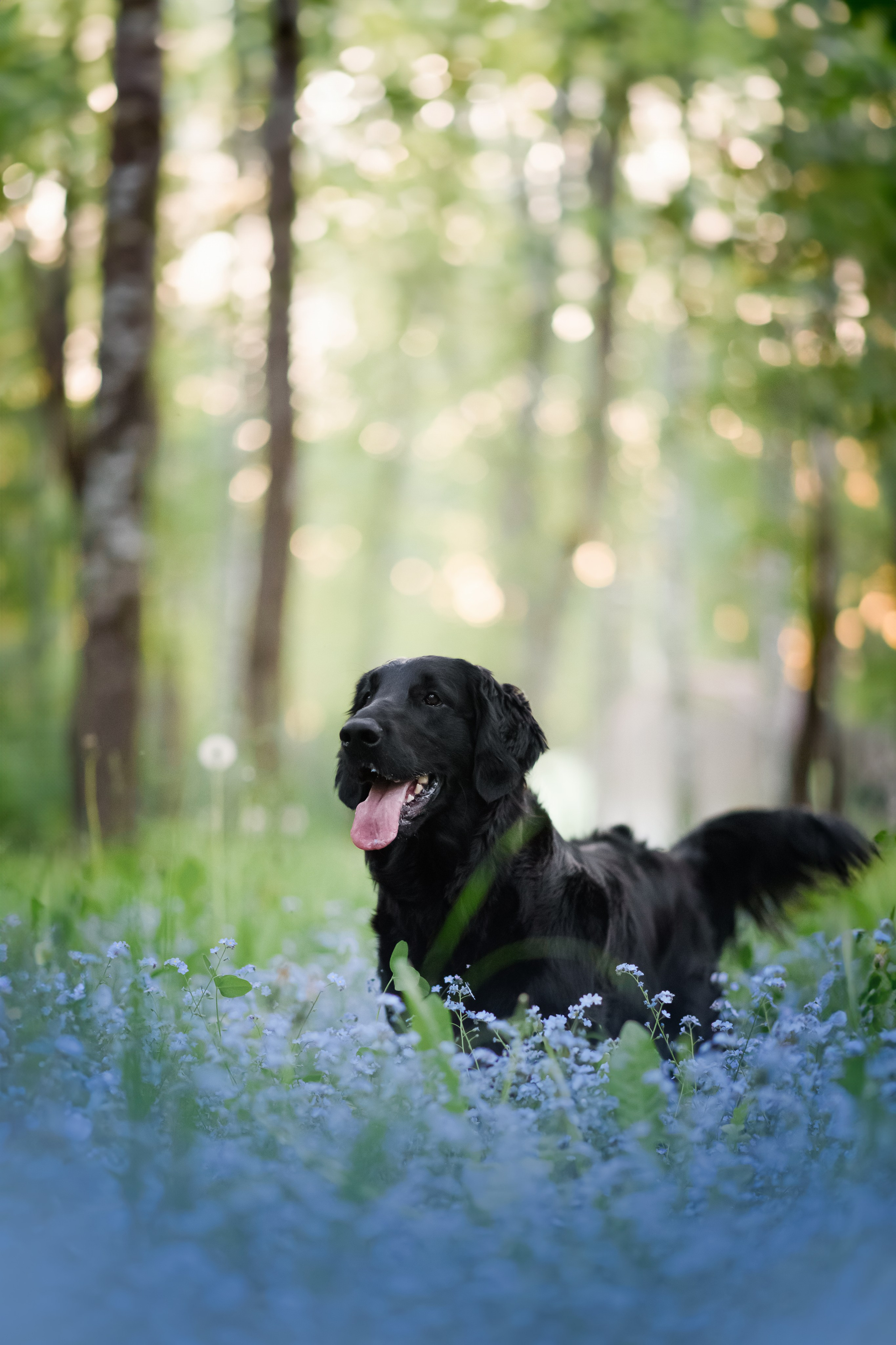 Степа, Йоки и Мята — 29.05.2024. Фотограф — Анималист | Анна Абрамова