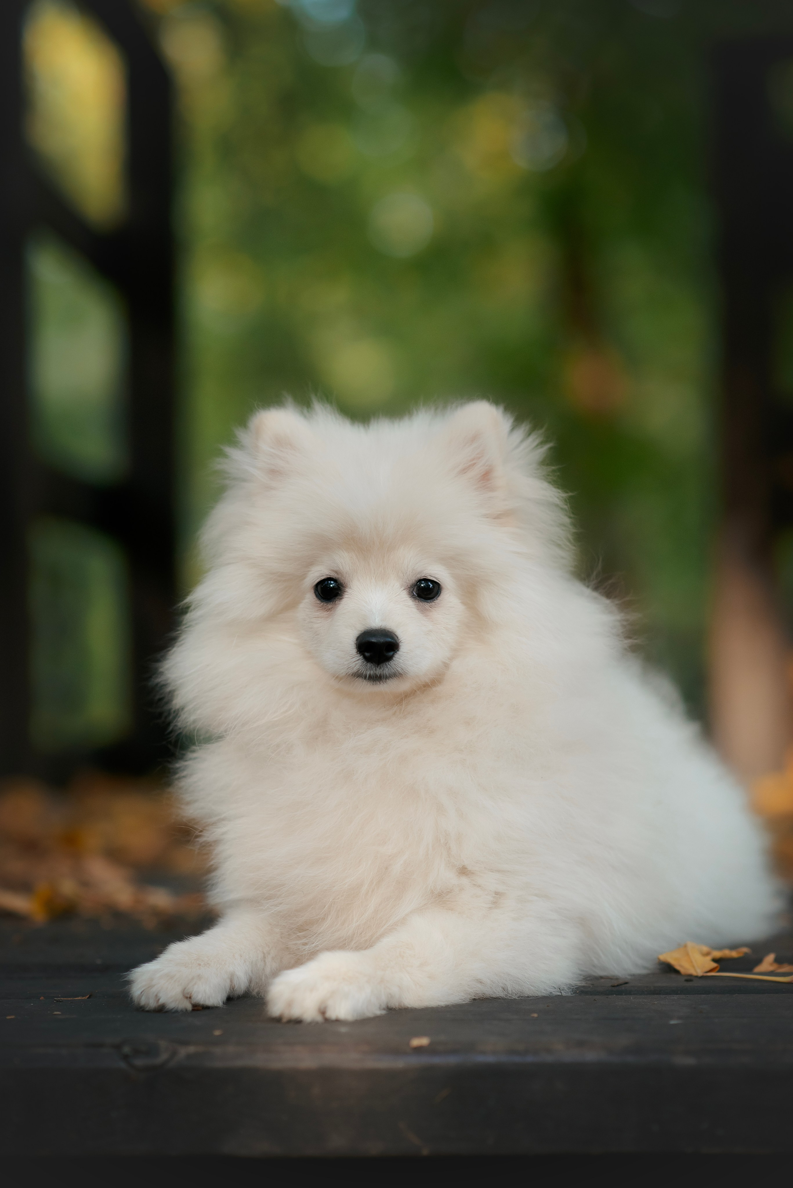 Малый немецкий шпиц — 18.09.2025. Фотограф — Анималист | Анна Абрамова