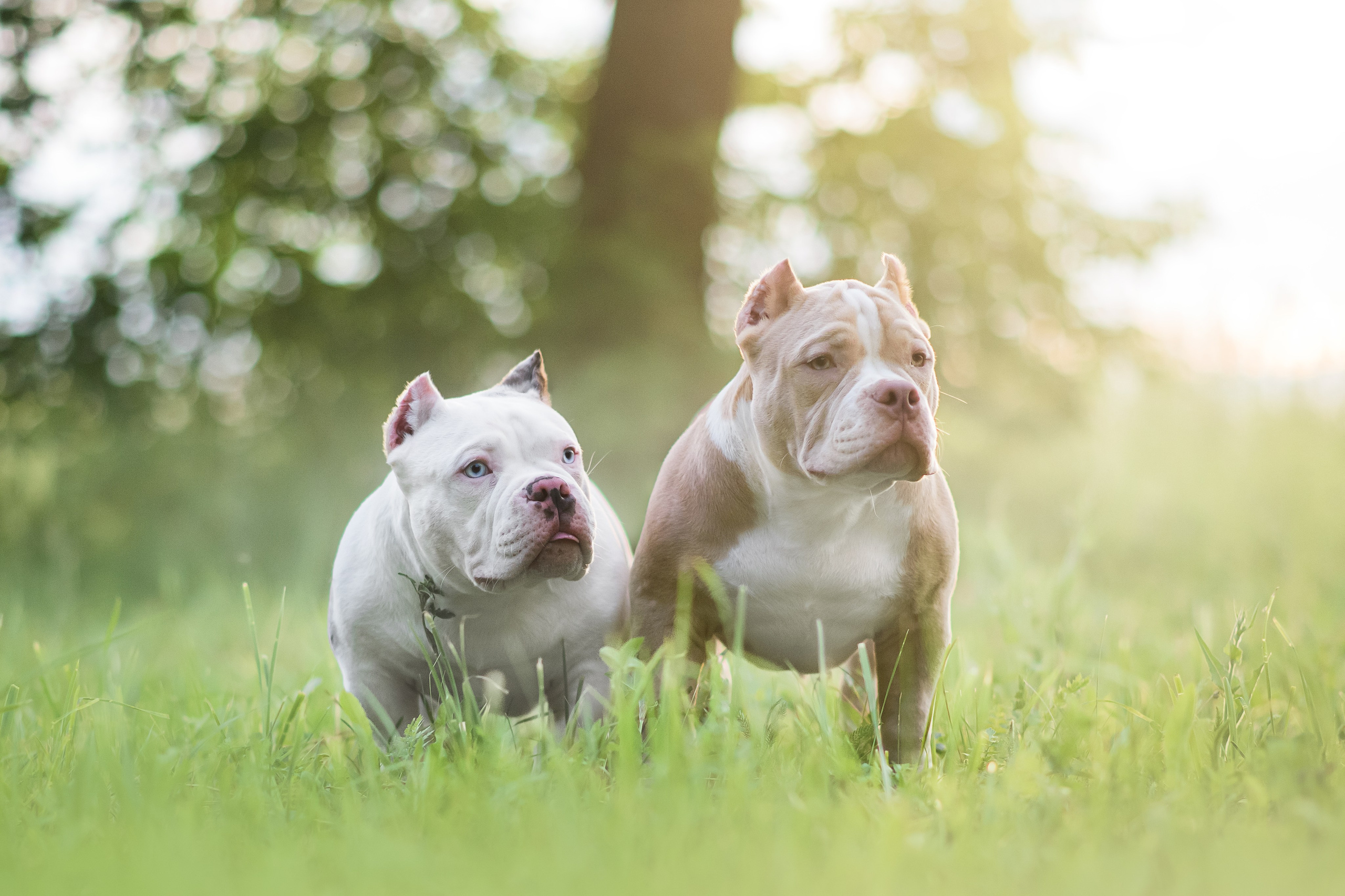 Щенки Американского Булли — 15.06.2024. Фотограф — Анималист | Анна Абрамова