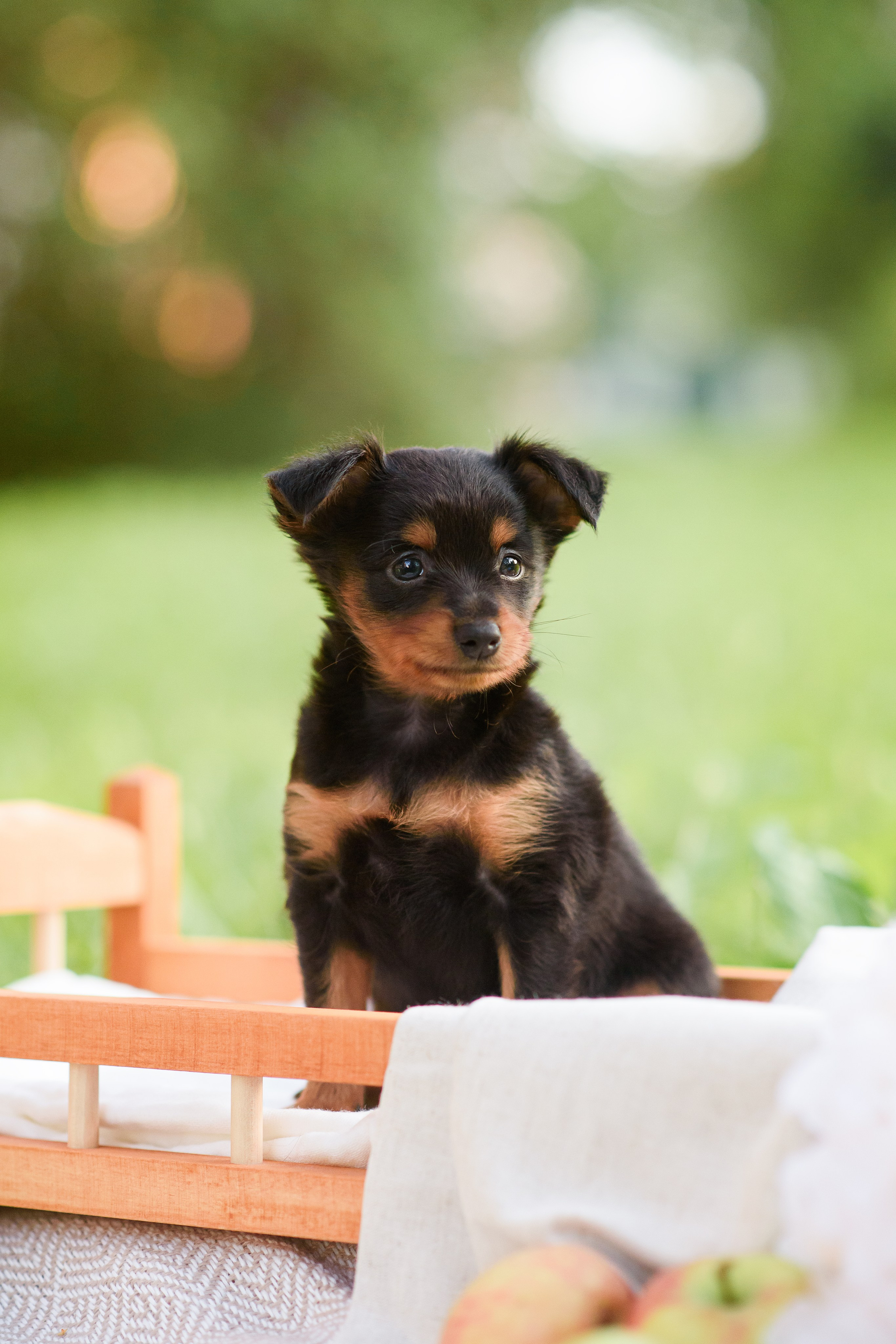 Щенки Пражских крысариков — 03.08.2024. Фотограф — Анималист | Анна Абрамова