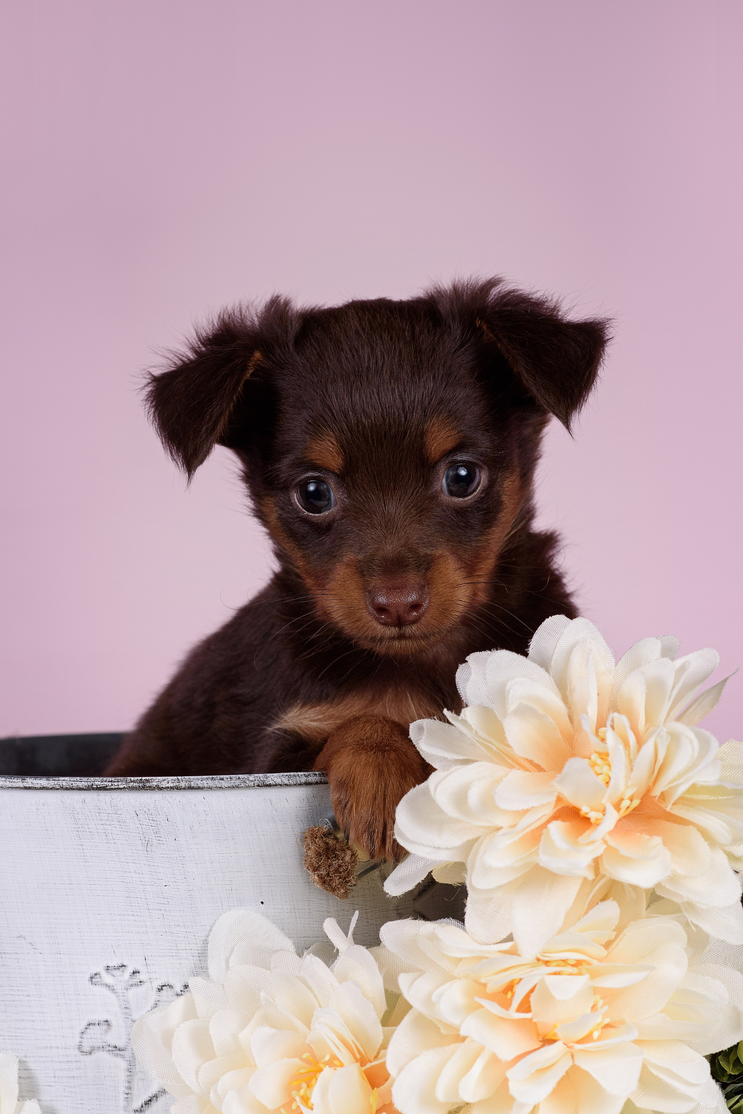 Щенки Пражских крысариков -13.04.2024. Фотограф — Анималист | Анна Абрамова