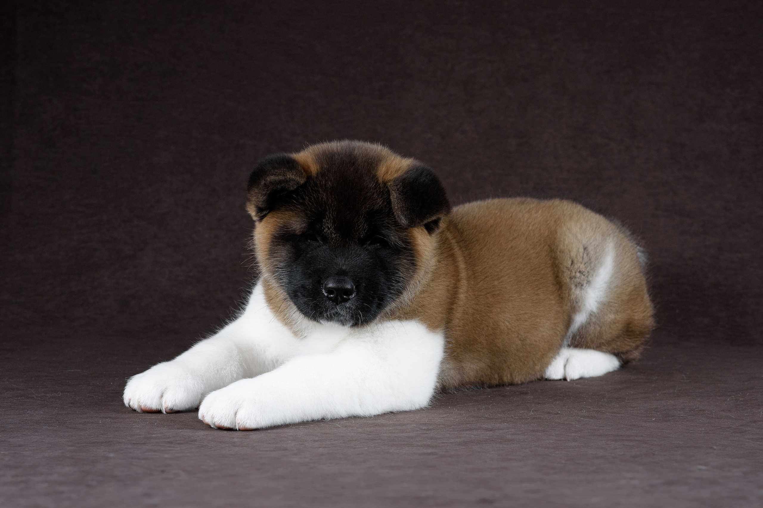 Щенки Американской Акиты (GRAND AMAK) Цезарь и Ника — 15.03.2024. Фотограф — Анималист | Анна Абрамова