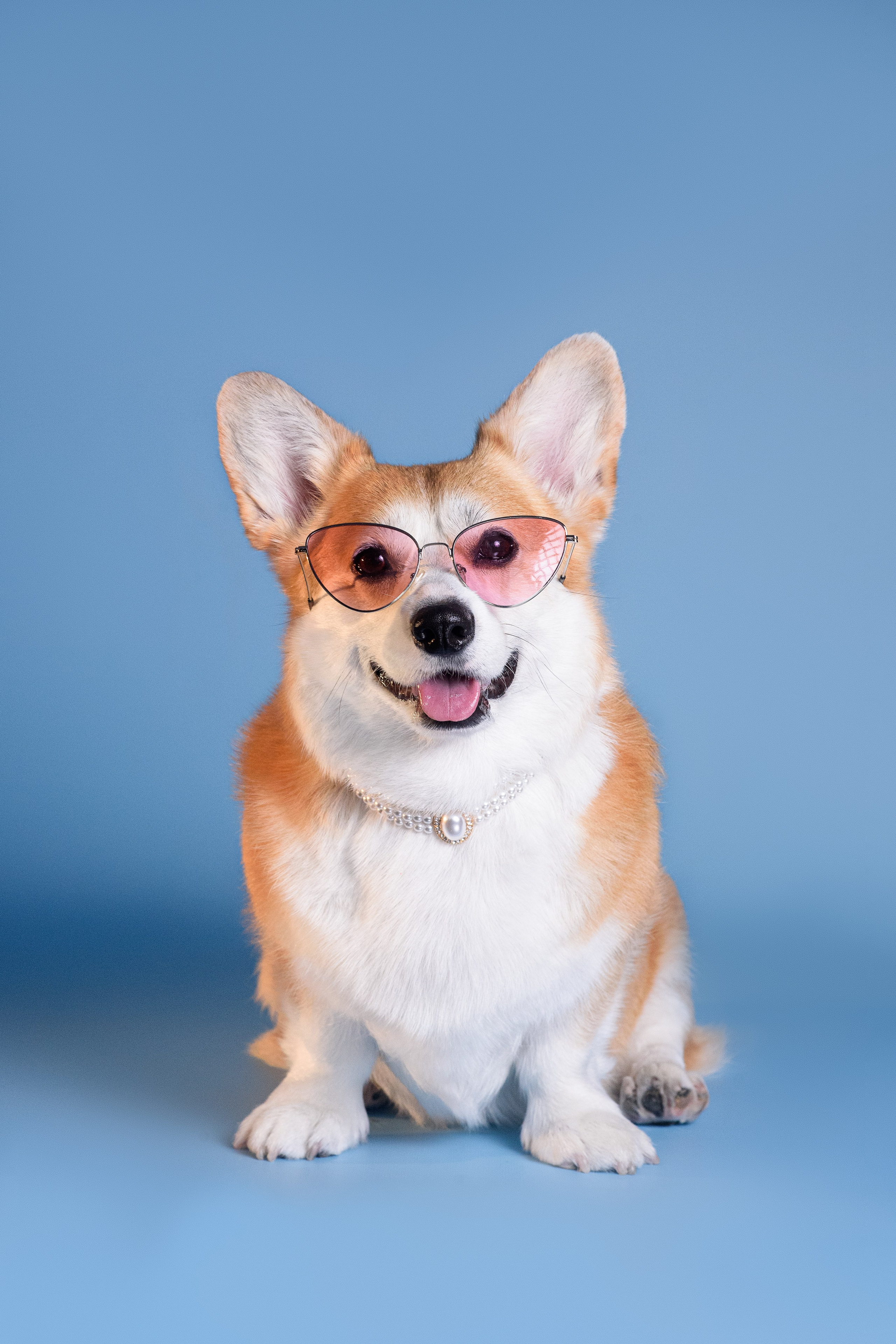 Лея съемка на однотонном фоне — 2024. Фотограф — Анималист | Анна Абрамова