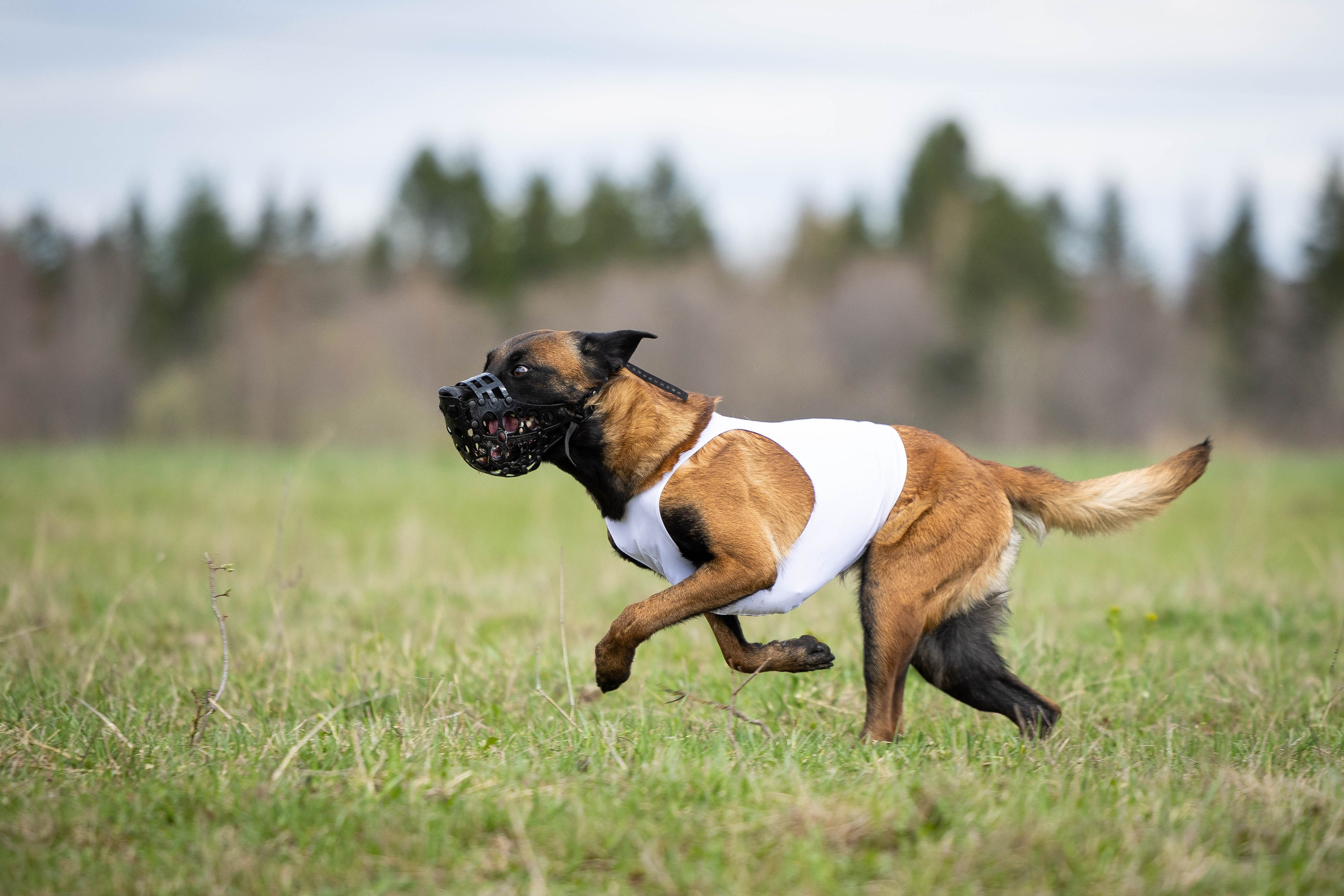 Курсинг. Фотограф Анималист в Перми Анастасия Остерман
