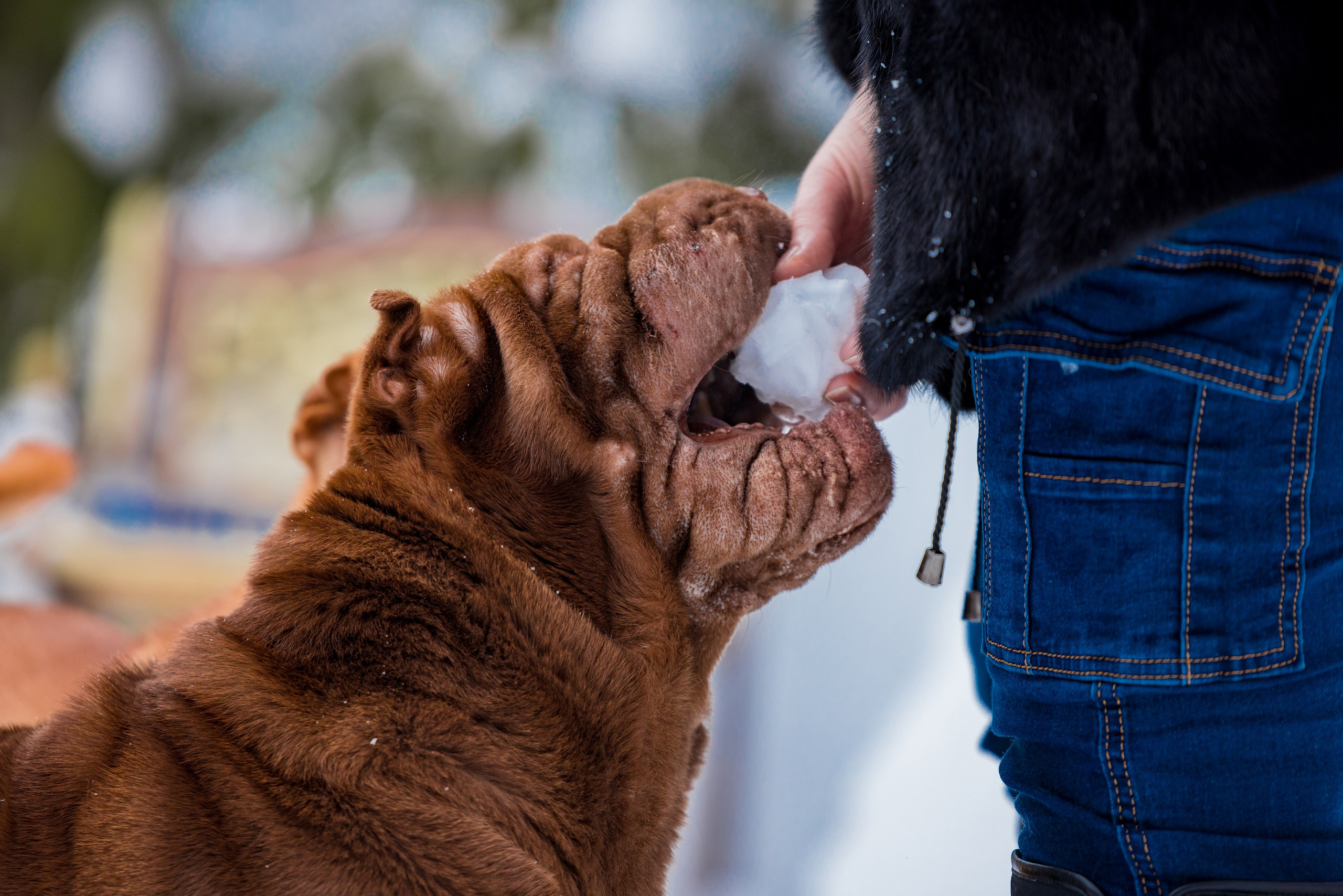 В гостях у шарпеев 16.01.2024. Фотограф-анималист Юлия Германика