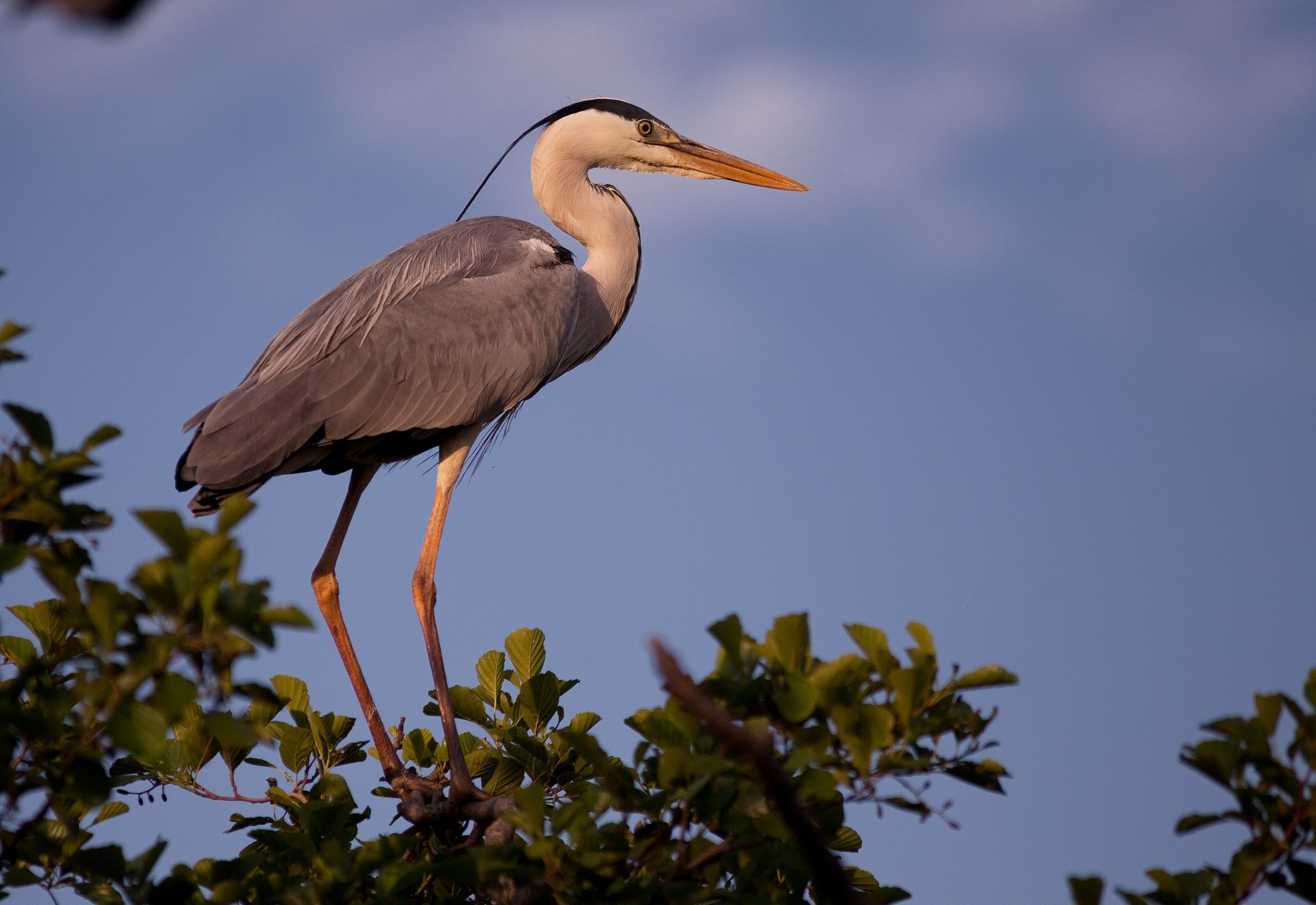 Средняя полоса России. Фотограф Владимир Медведев