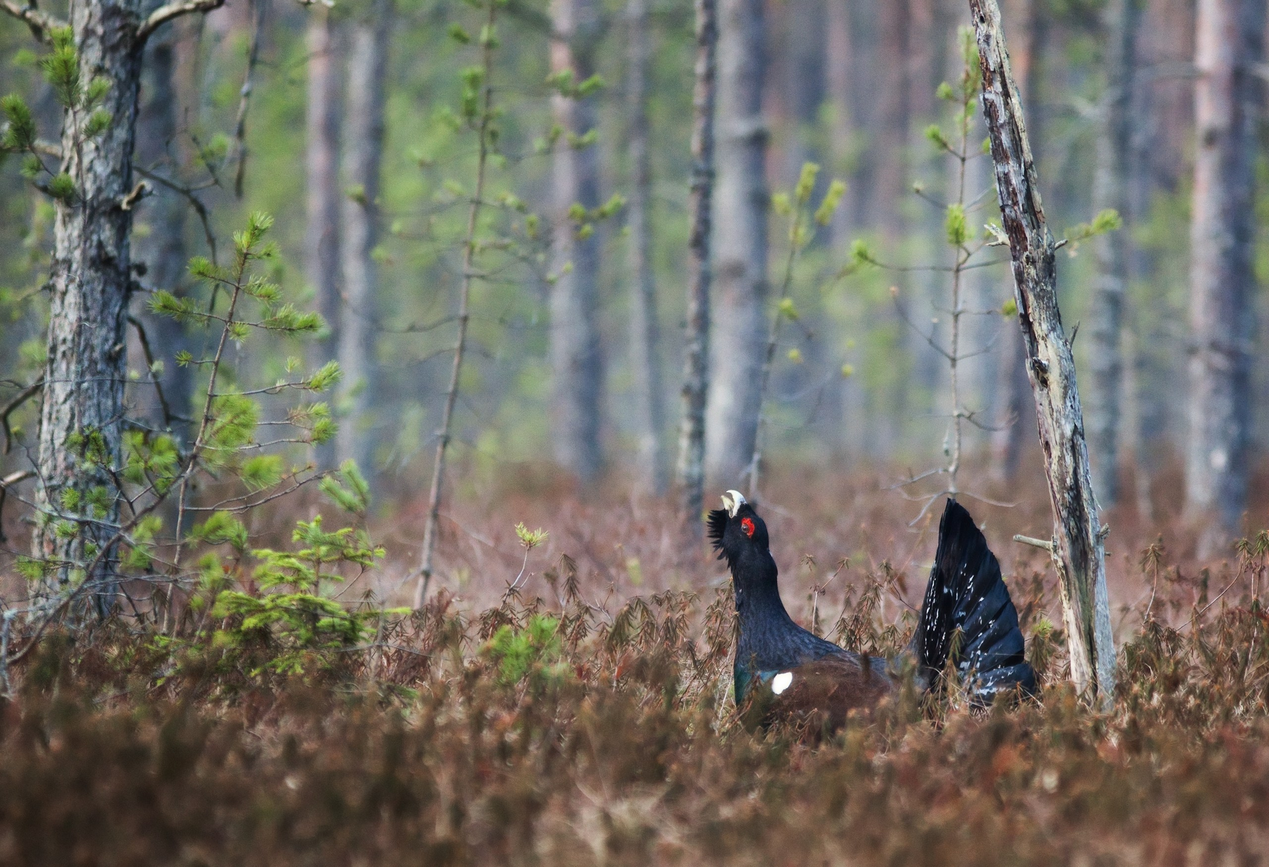 Средняя полоса России. Фотограф Владимир Медведев