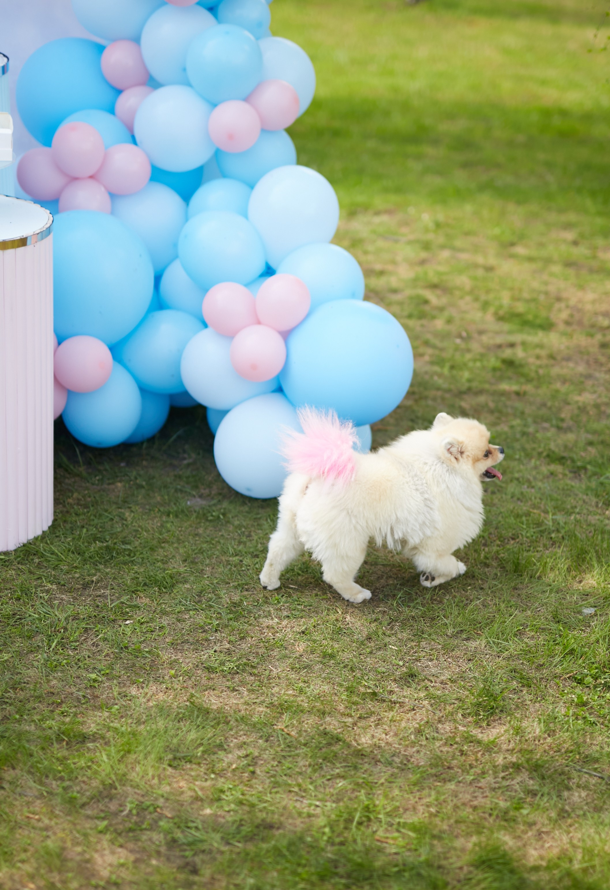 PARTY. Свадебный и семейный фотограф в Клину и Москве Анна Ряшенцева