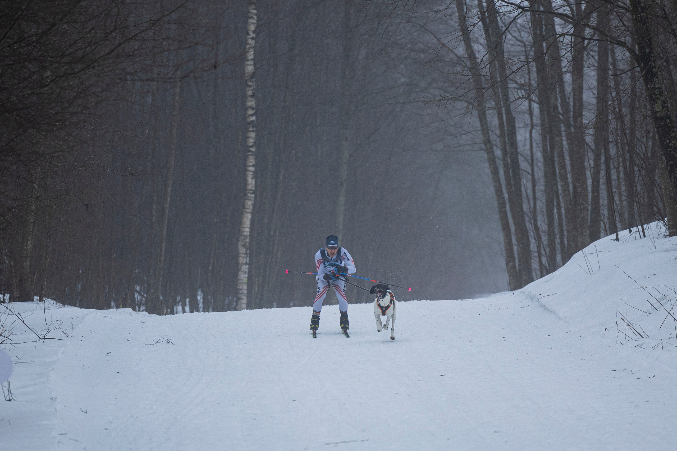 Зимний Чемпионат Санкт-Петербурга по ездовому спорту. Фотограф-анималист Анна Маринич