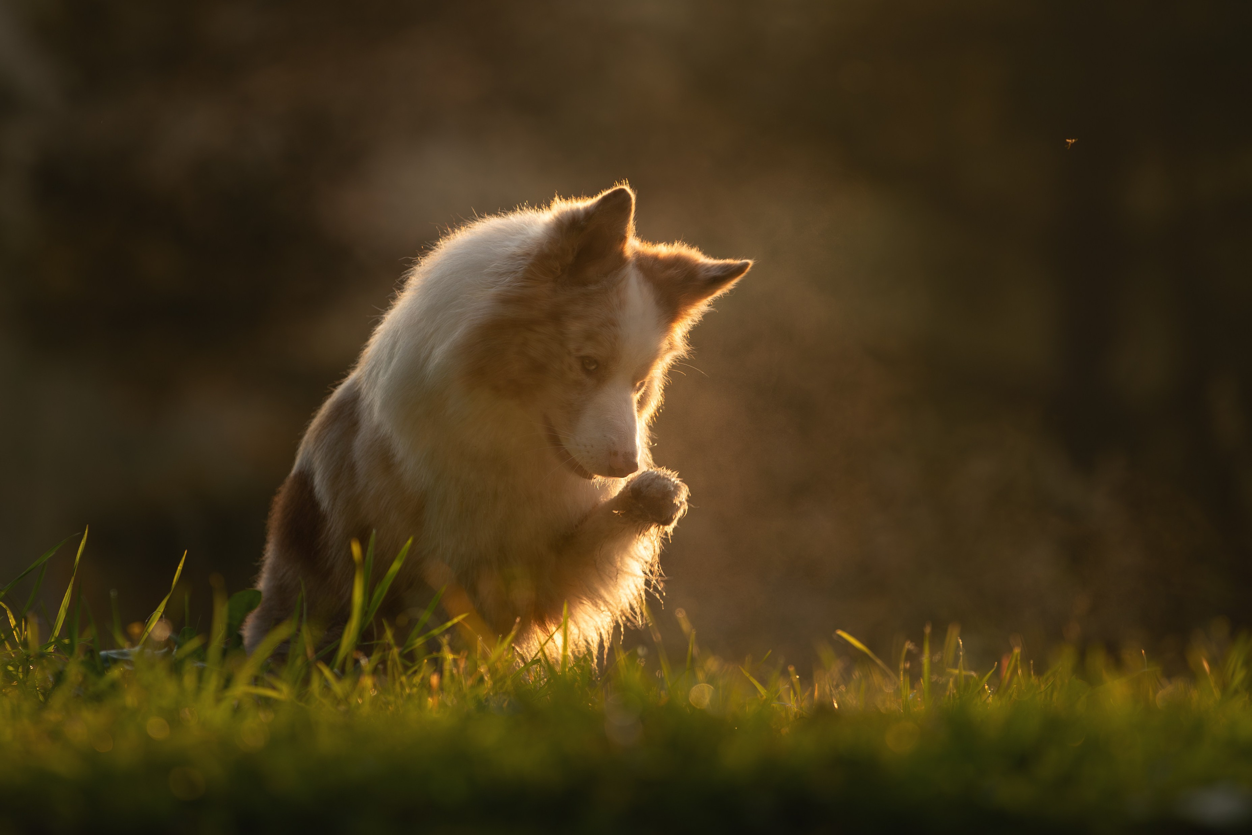 На природе и в городе. Фотограф-анималист в Калуге Мария Шерскова