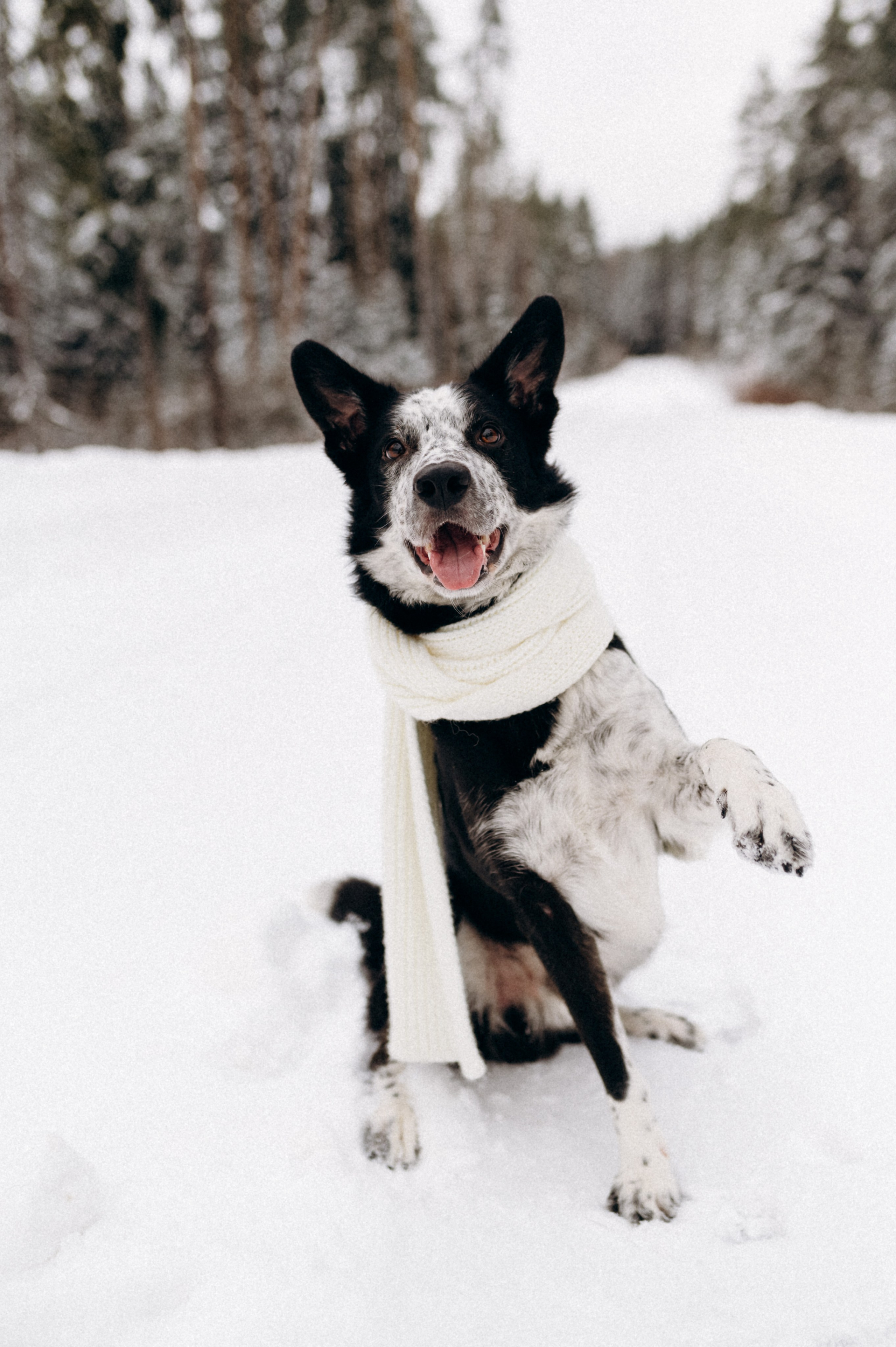 Аня и Милан. Фотограф анималист в Москве Ольга Агушева