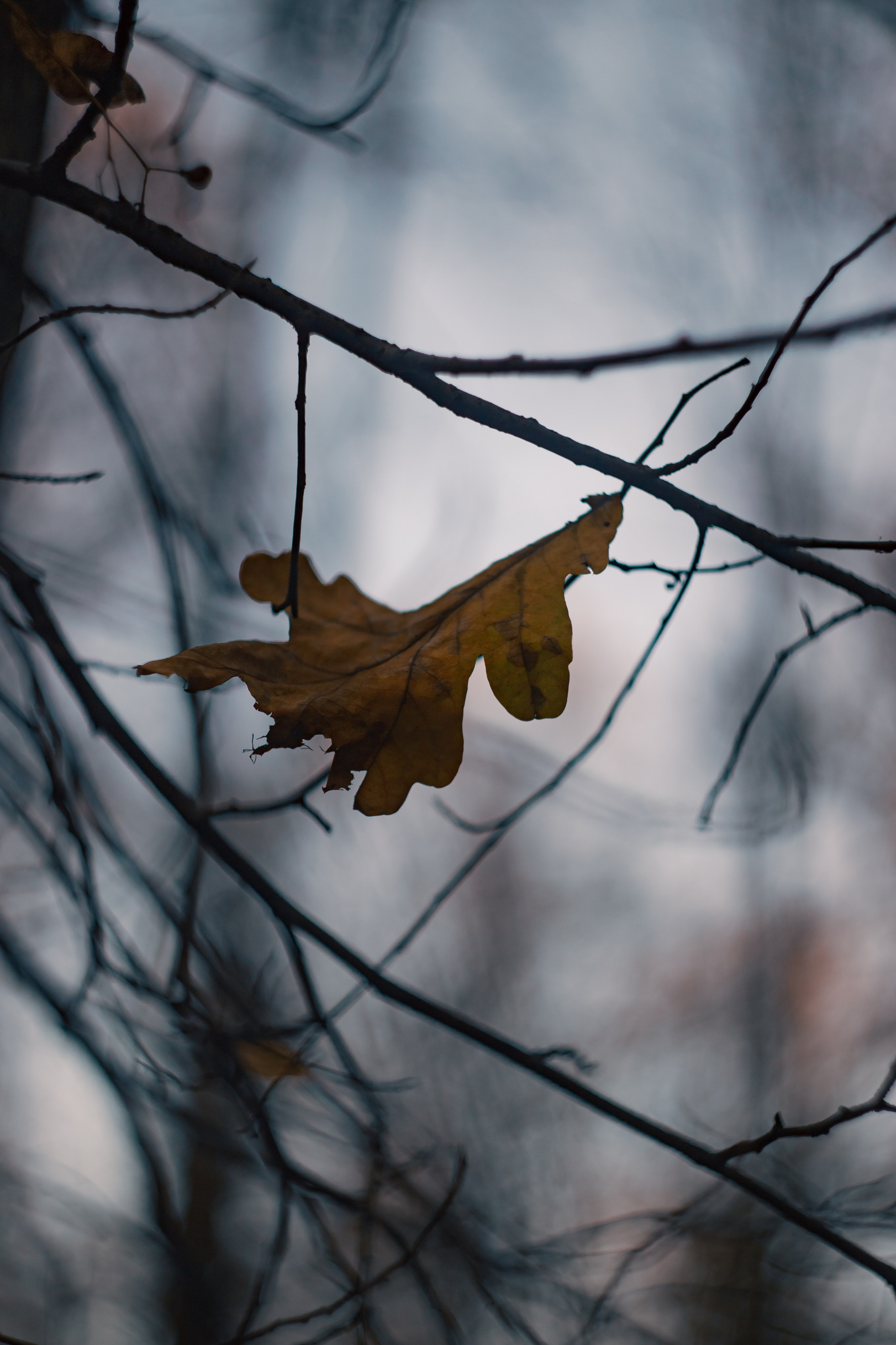 Ноябрь 2023. Efremovaphoto.ru