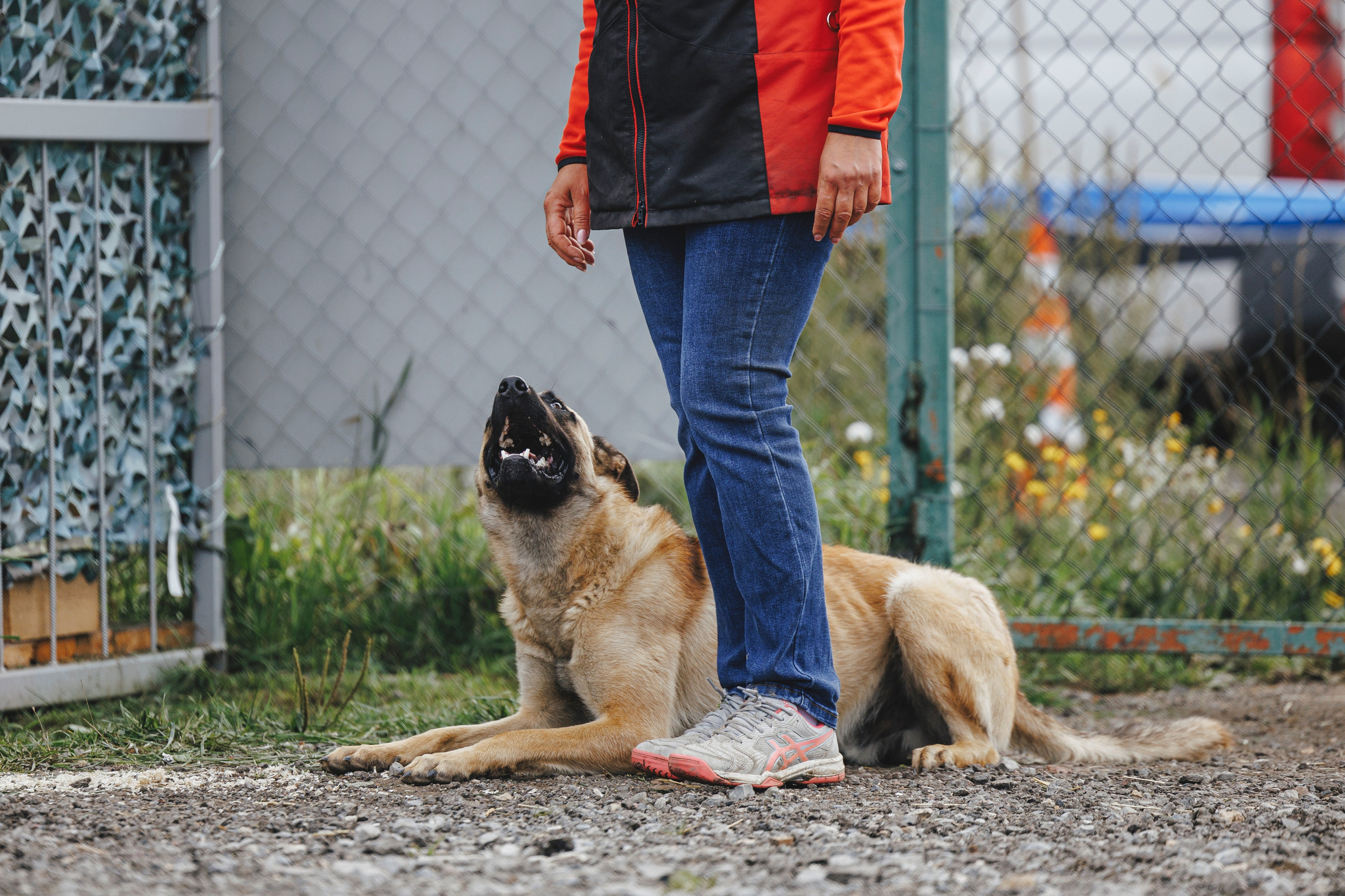 08.08.25-10.08.25 ЧР по мондьорингу г. Вологда. Фотограф-анималист Анна Маринич