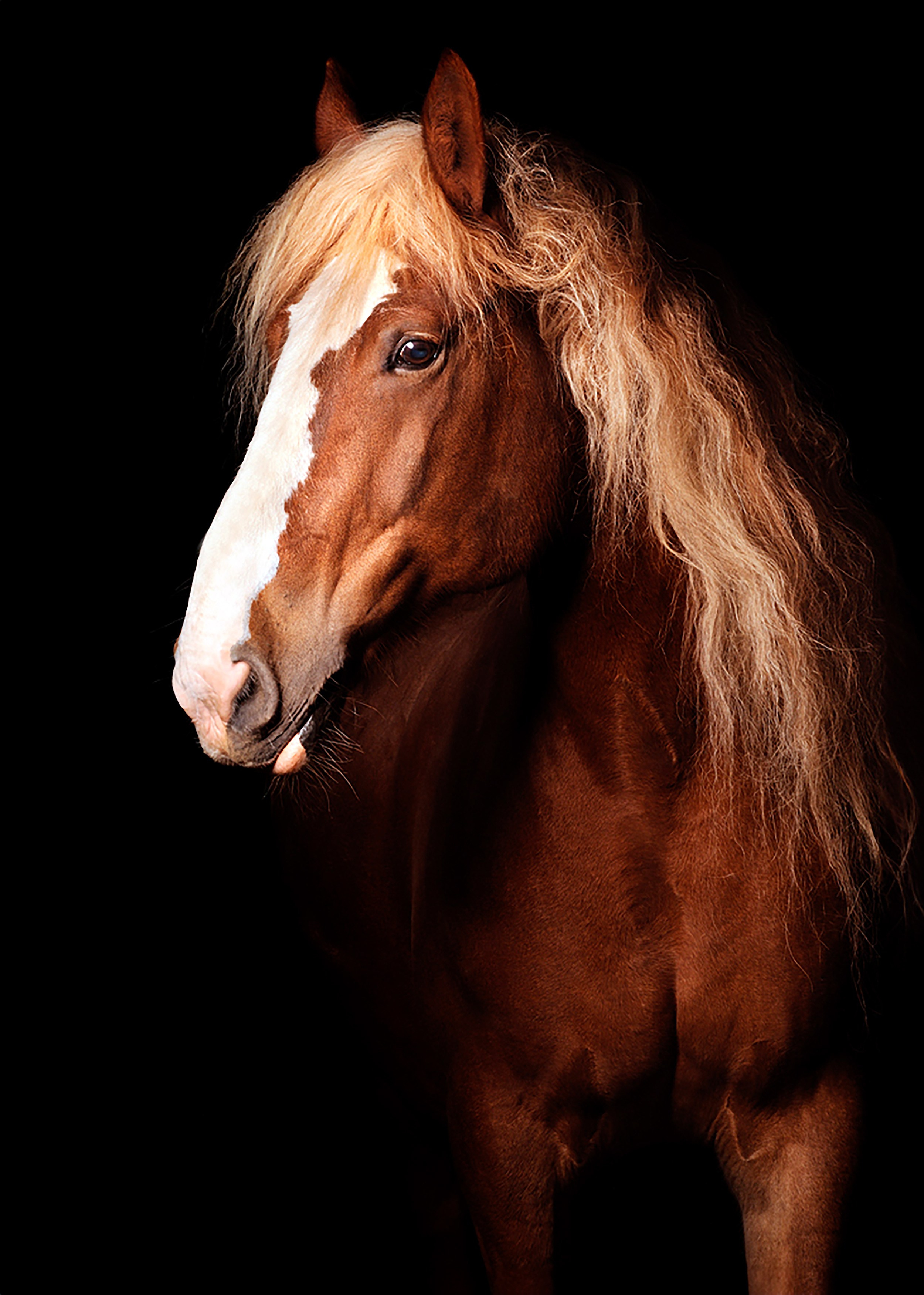 Лошади в студии. Лана Петрова, фотограф