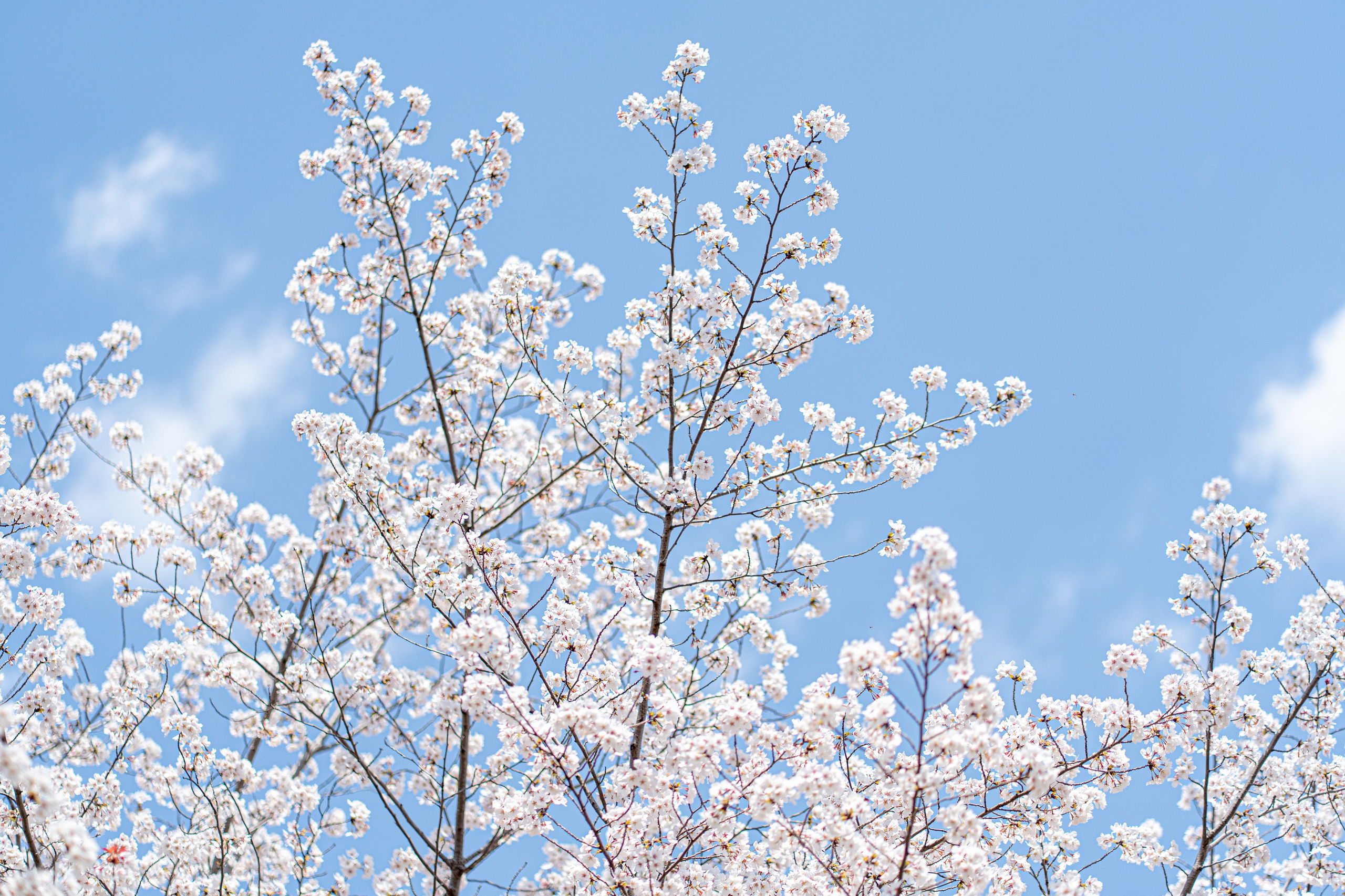 Япония, сакура. Творческие сьемки