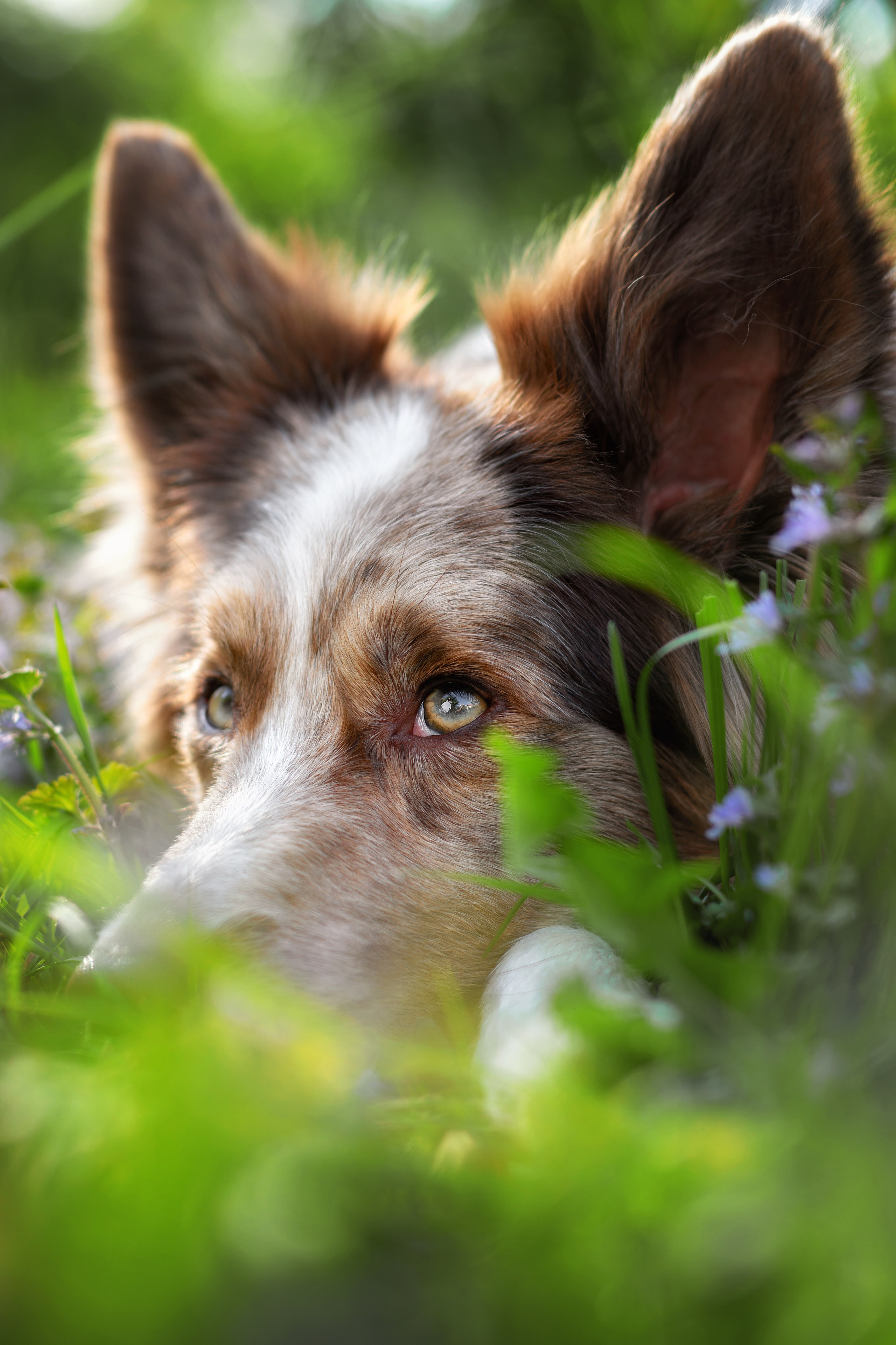 Фотограф-анималист Юлия Зубкова