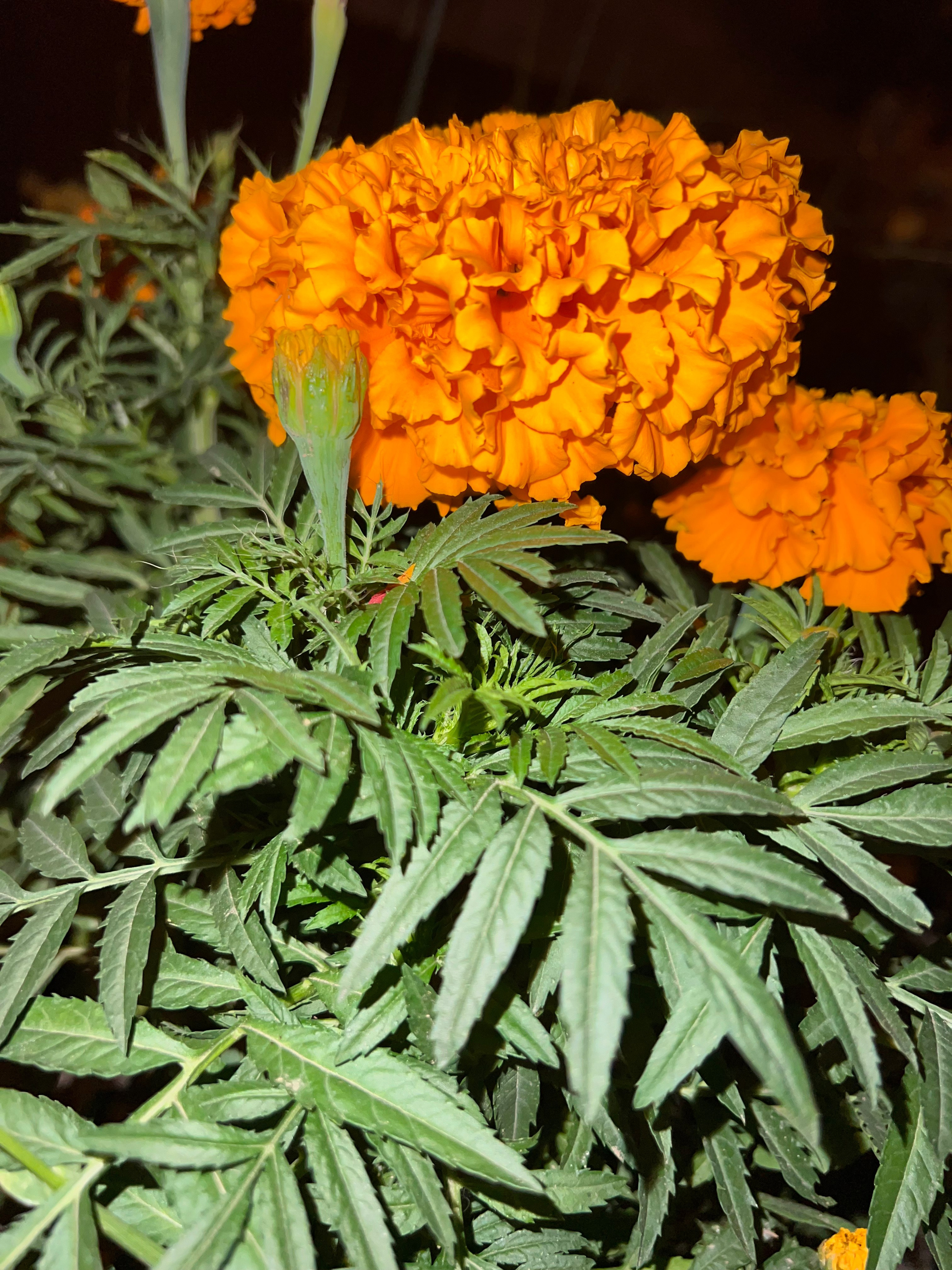 Цветы ночи. Анна Хвалина