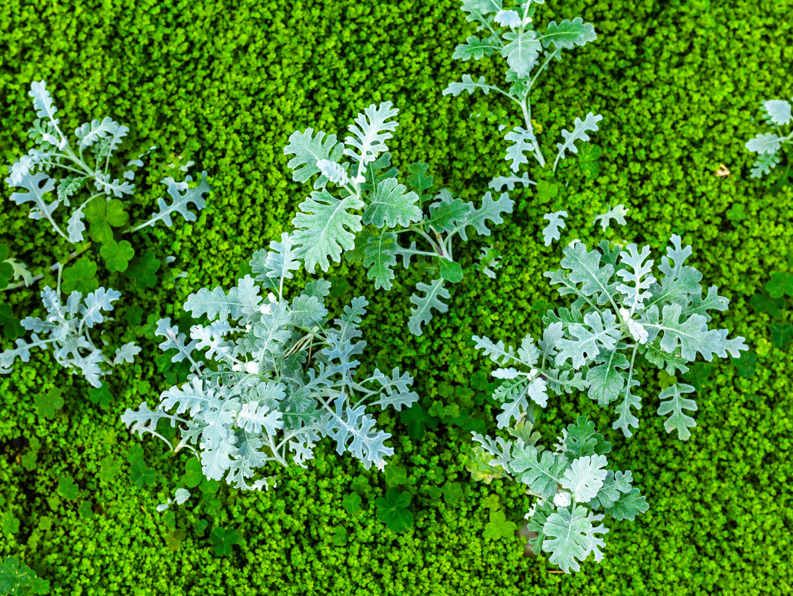 Фотографии природы Липецка. Свадебный и семейный фотограф Виолетта в Липецке