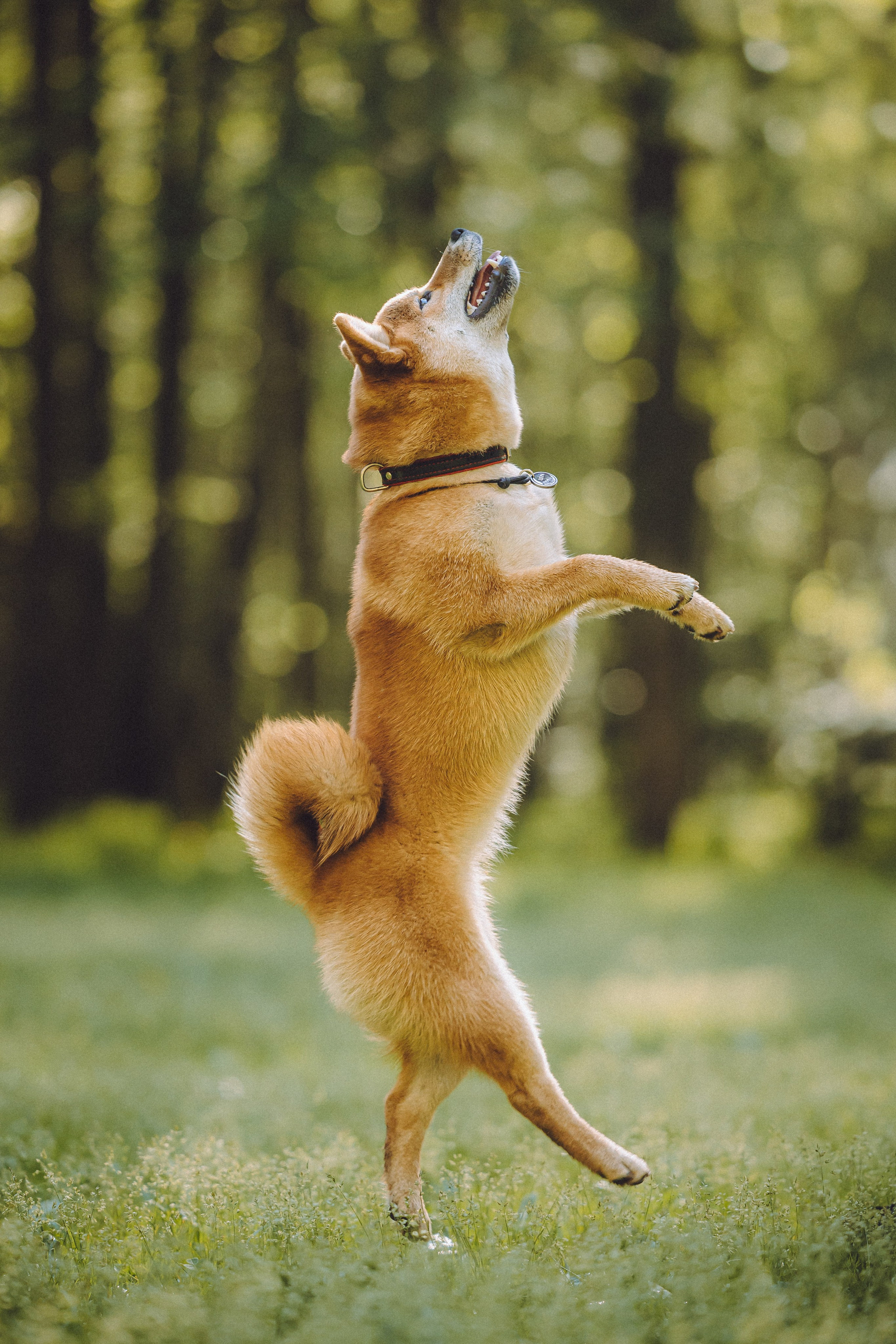 Шед, Цири, Чиби, Цера и их семья