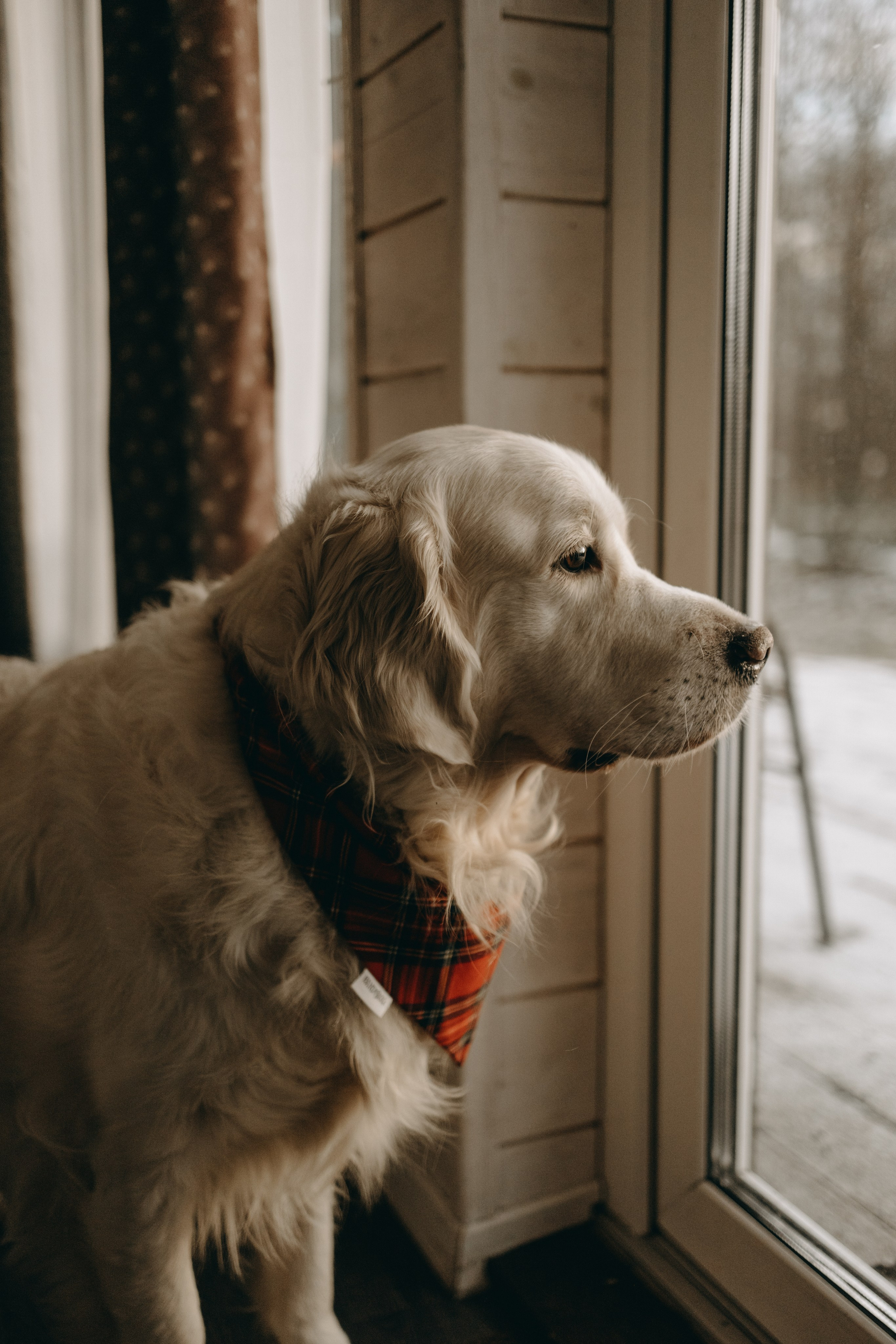 Оливер и его семья. Фотограф — Анималист | Санкт-Петербург
