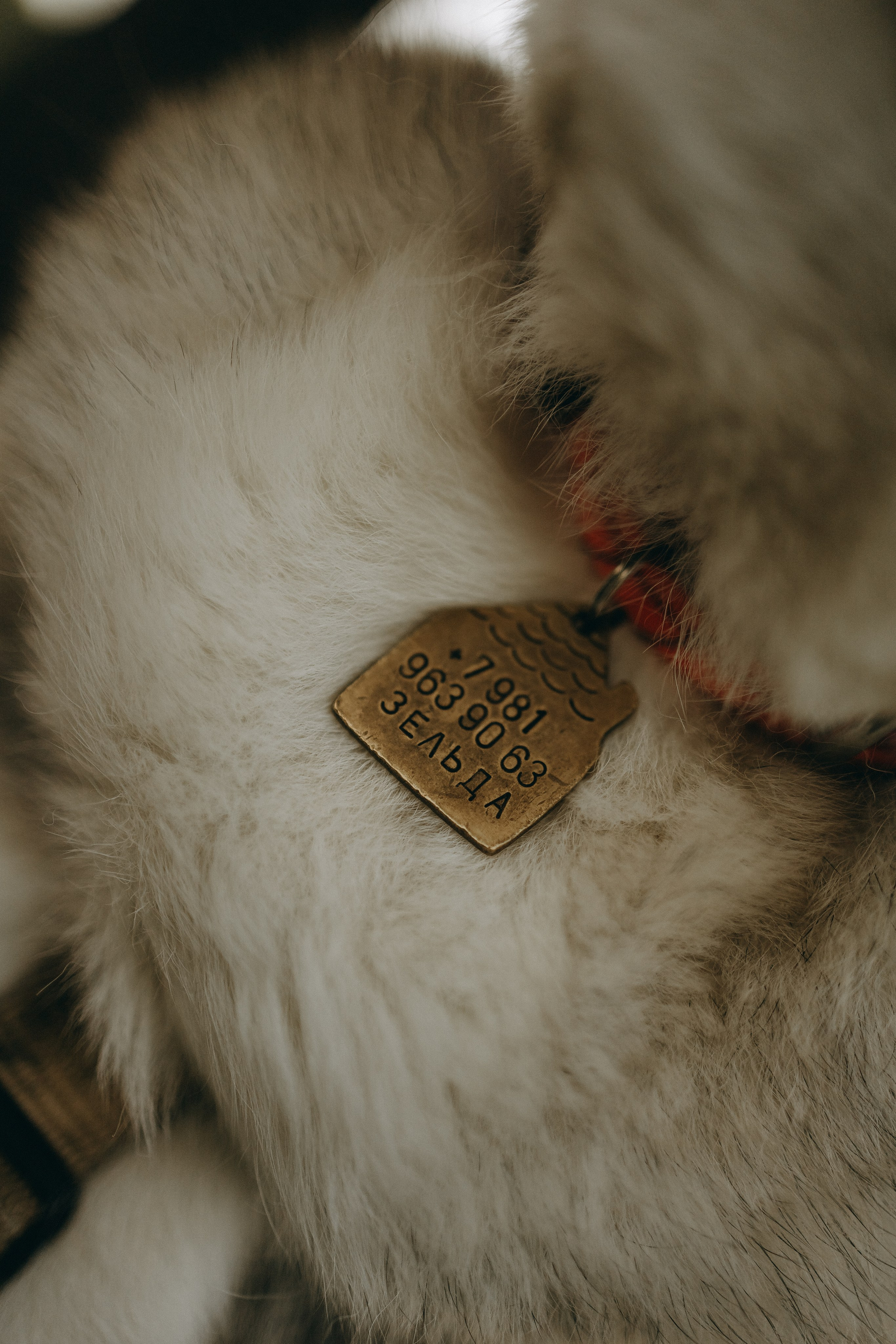 Саша и Зельда. Фотограф — Анималист | Санкт-Петербург