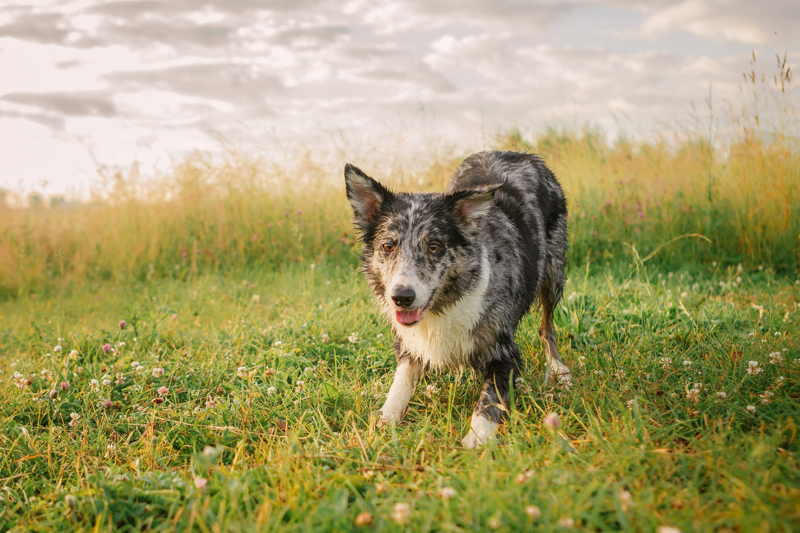 Таня и команда на рассвете. Фотограф анималист Кузнецова Анна Нижний Новгород