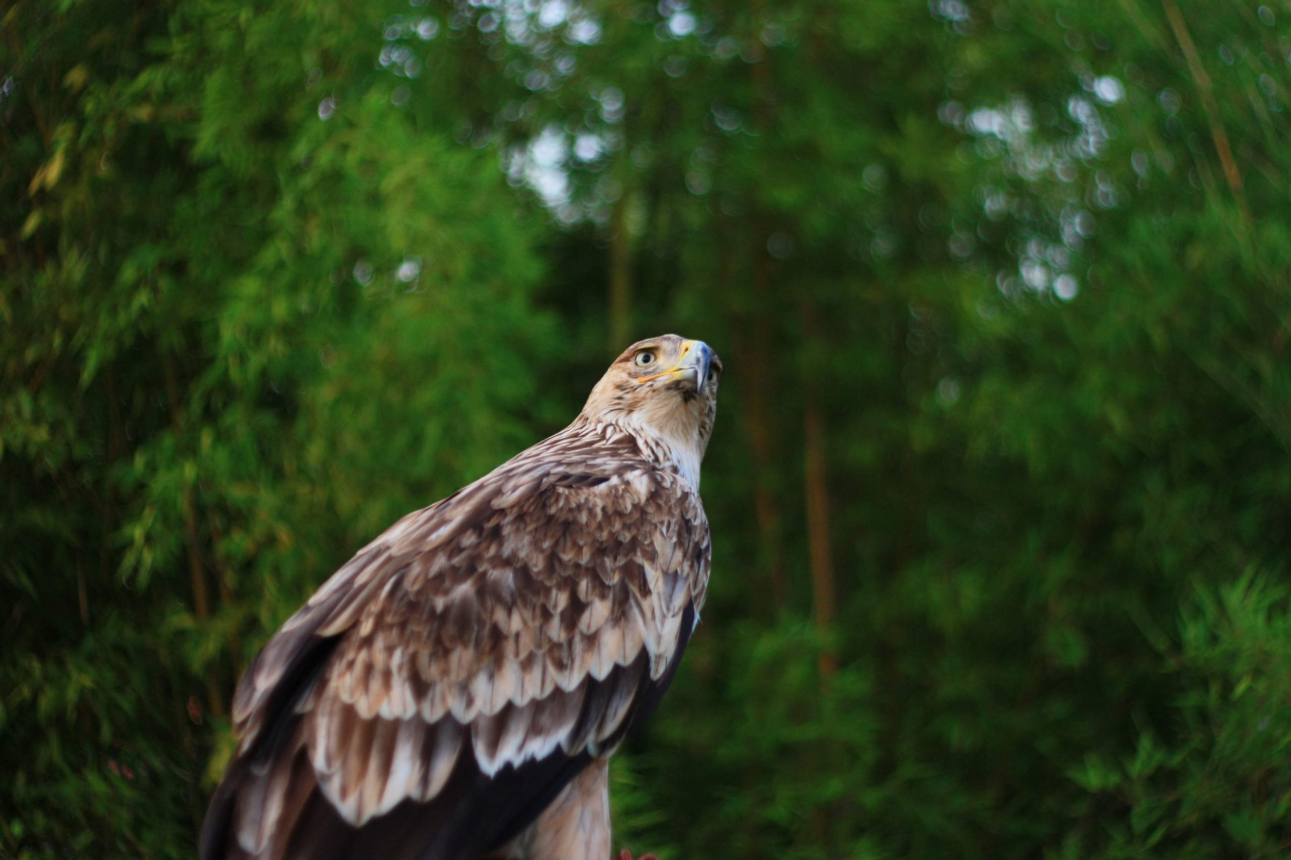 Первые кадры. Сочи — парк. Фотограф Роман Адлер