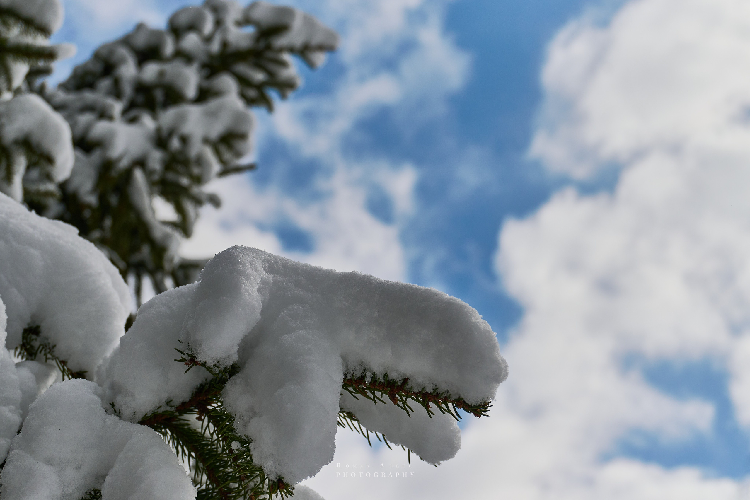 Апрельский снег. Москва 2025. Фотограф Роман Адлер