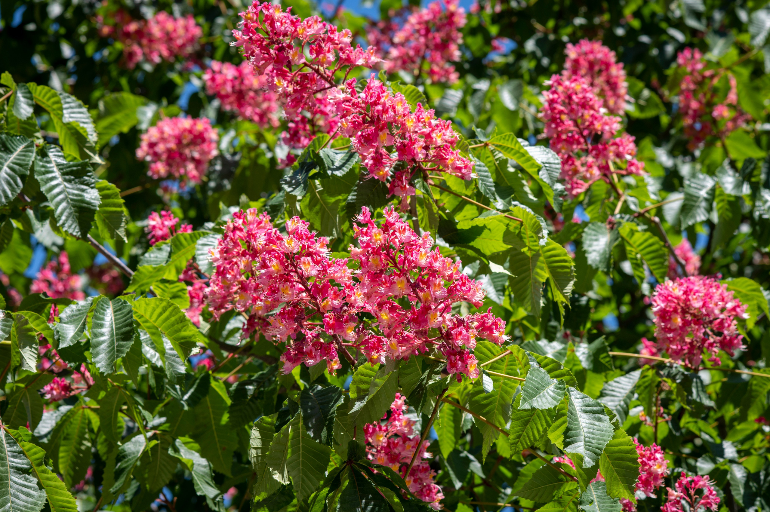 Крым май 2022. Фотограф Роман Адлер