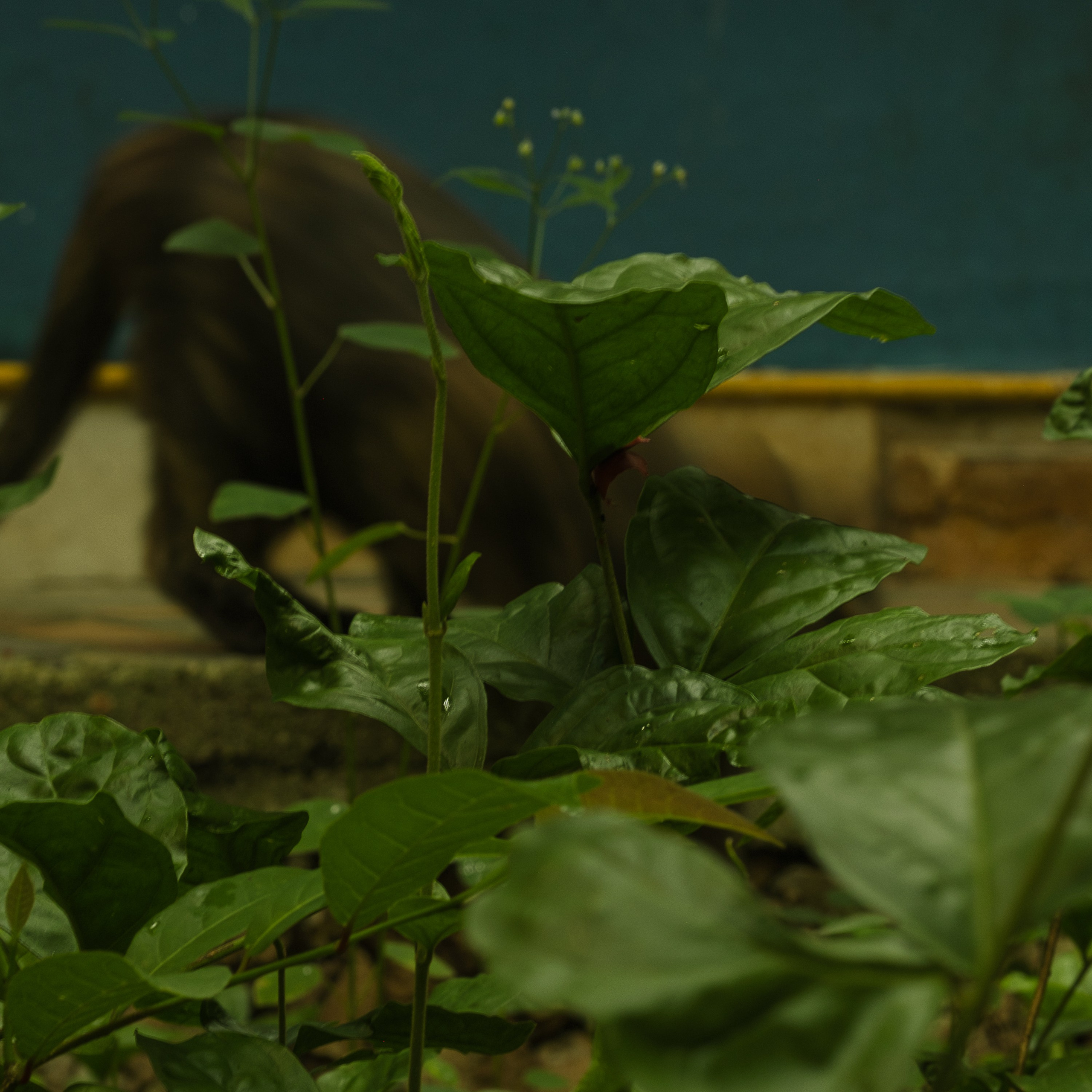 Momotus Azul. Margarita Rodionova — a contemporary lens-based artist currently working in Cancun, Mexico