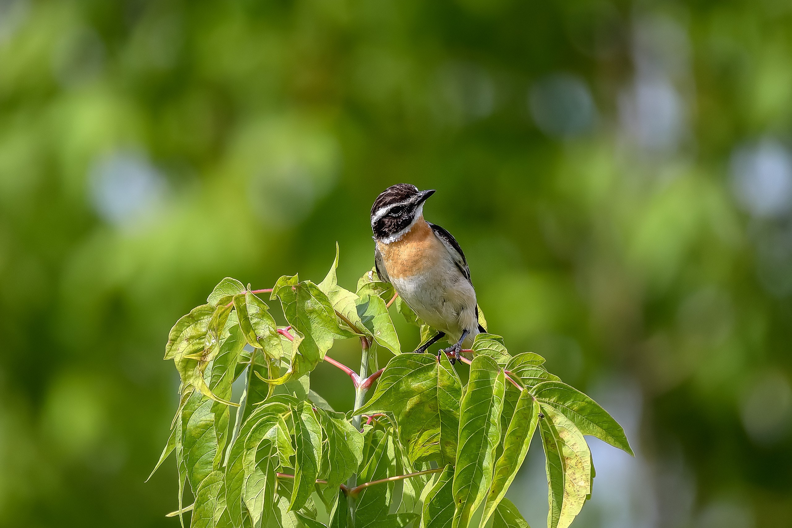 Луговой чекан