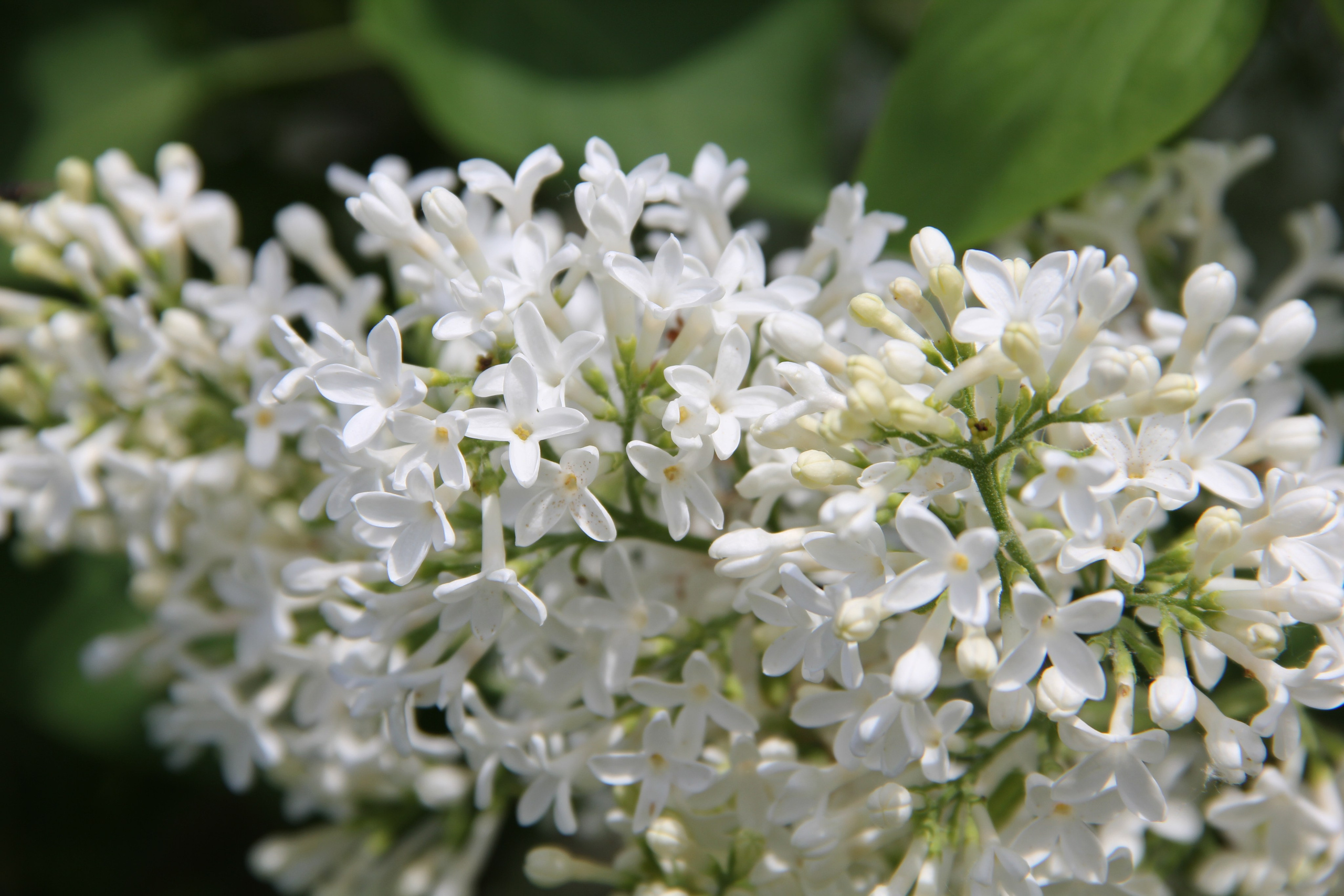 Весна. Ваш фотограф Северск | Томск