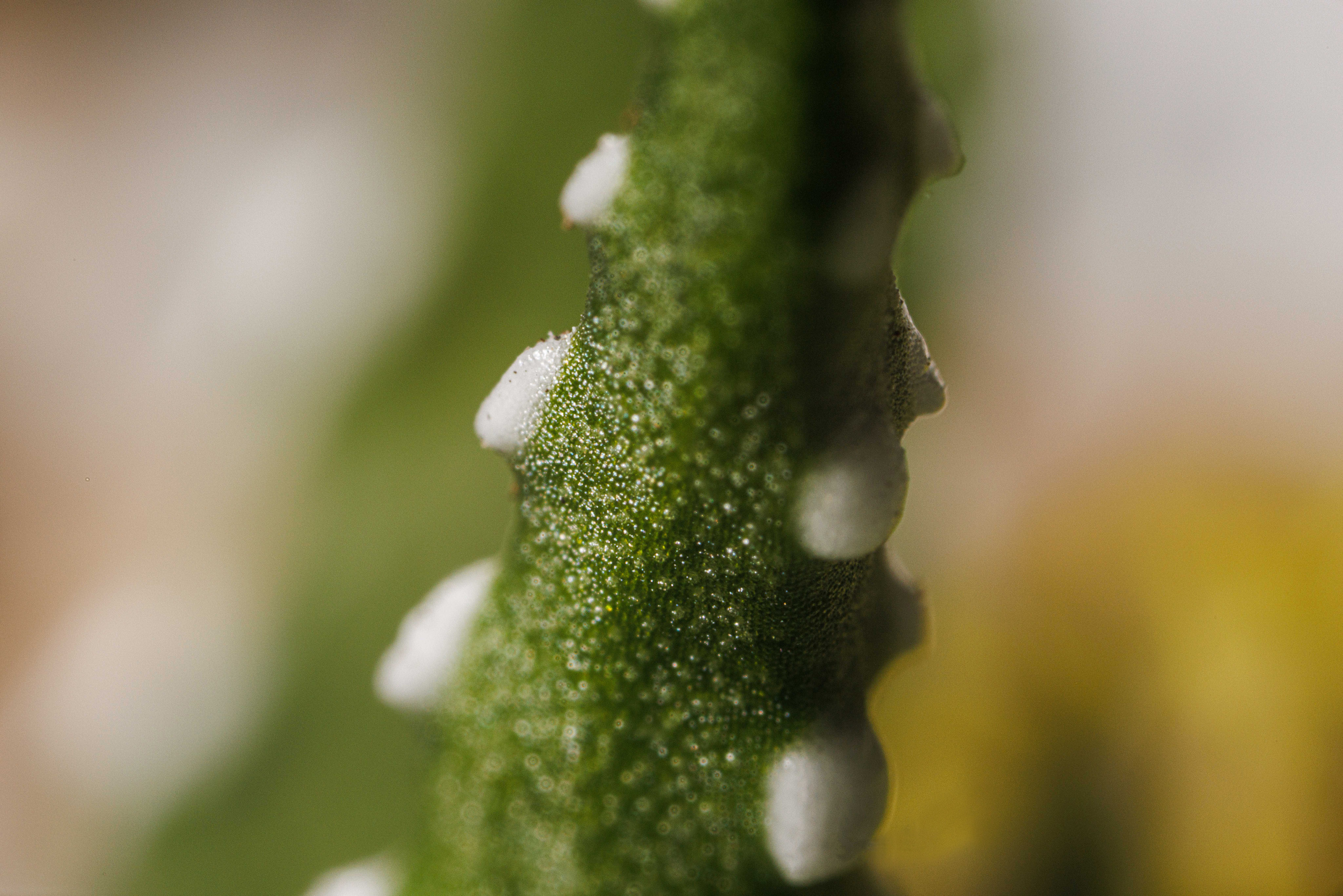 Макро съемка. Фотограф Балаев Михаил