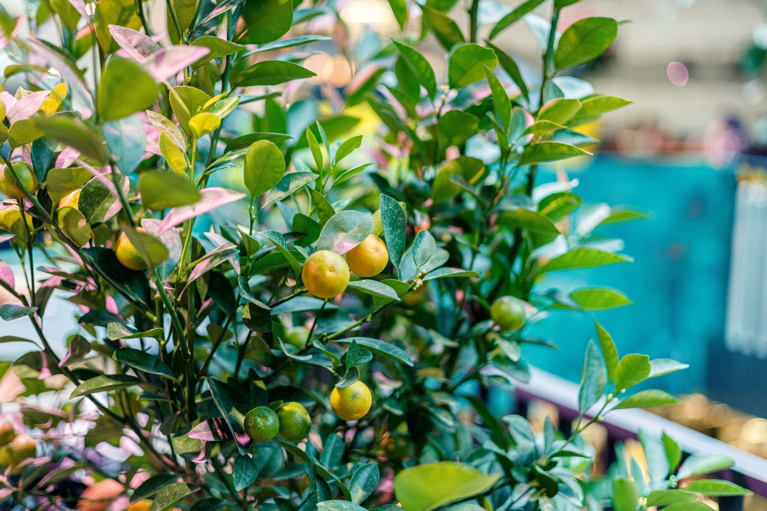 Balagan.market. Фотограф Балаев Михаил