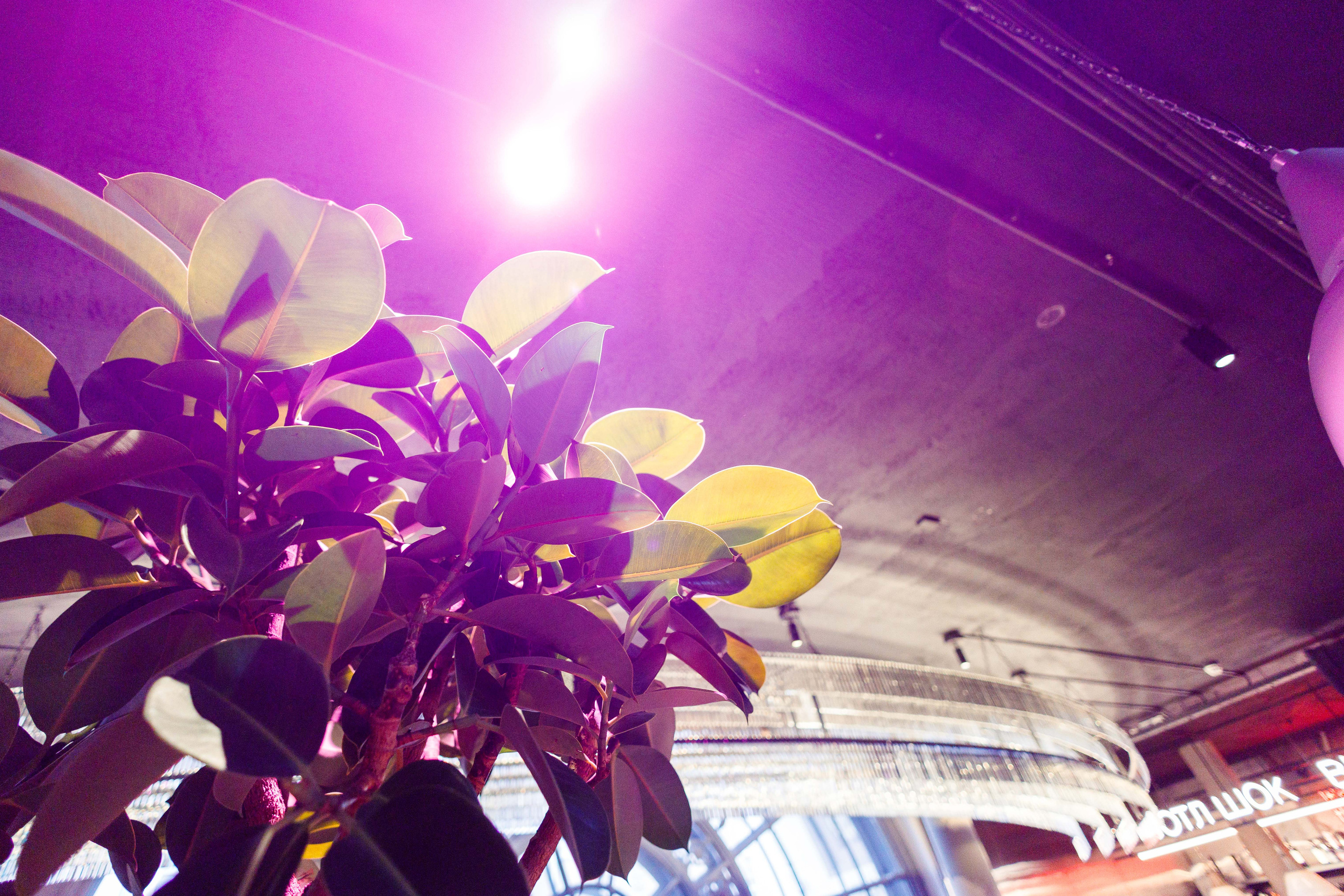 Balagan.market. Фотограф Балаев Михаил