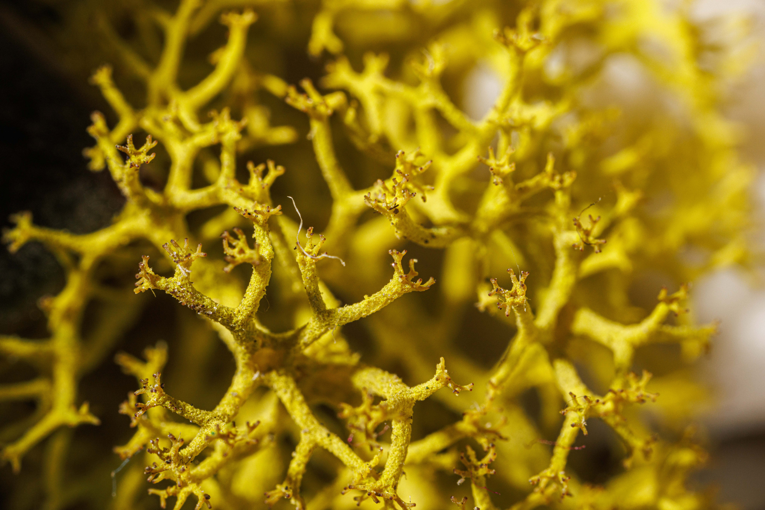 Макро съемка. Фотограф Балаев Михаил