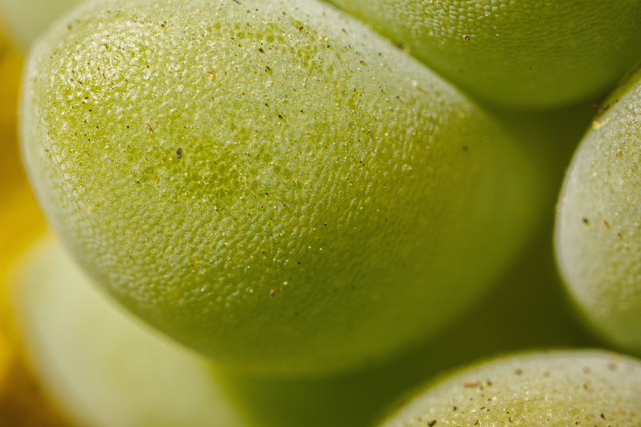 Макро съемка. Фотограф Балаев Михаил