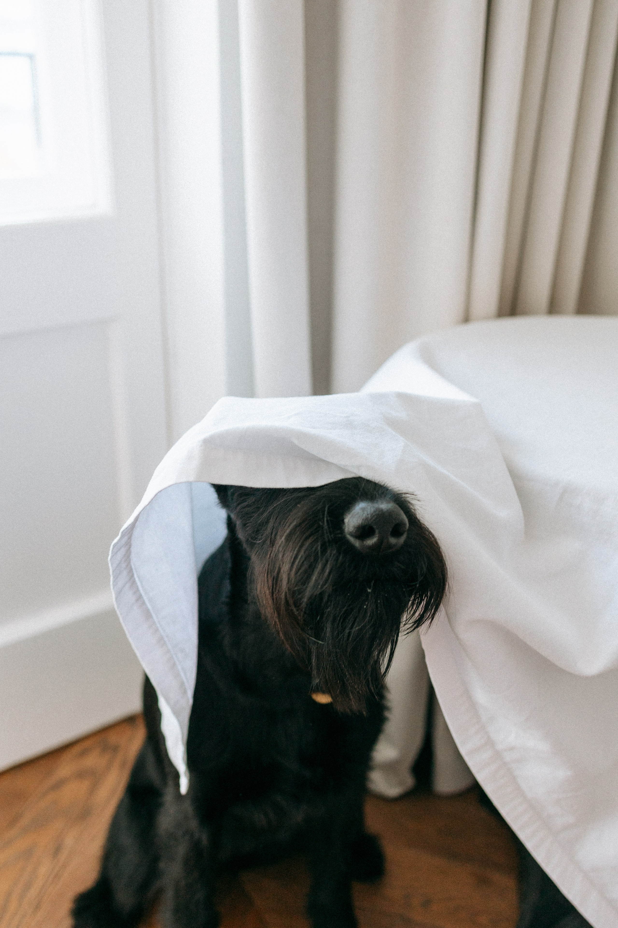 Умбра и Даша. Фотограф анималист Анастасия Пикей