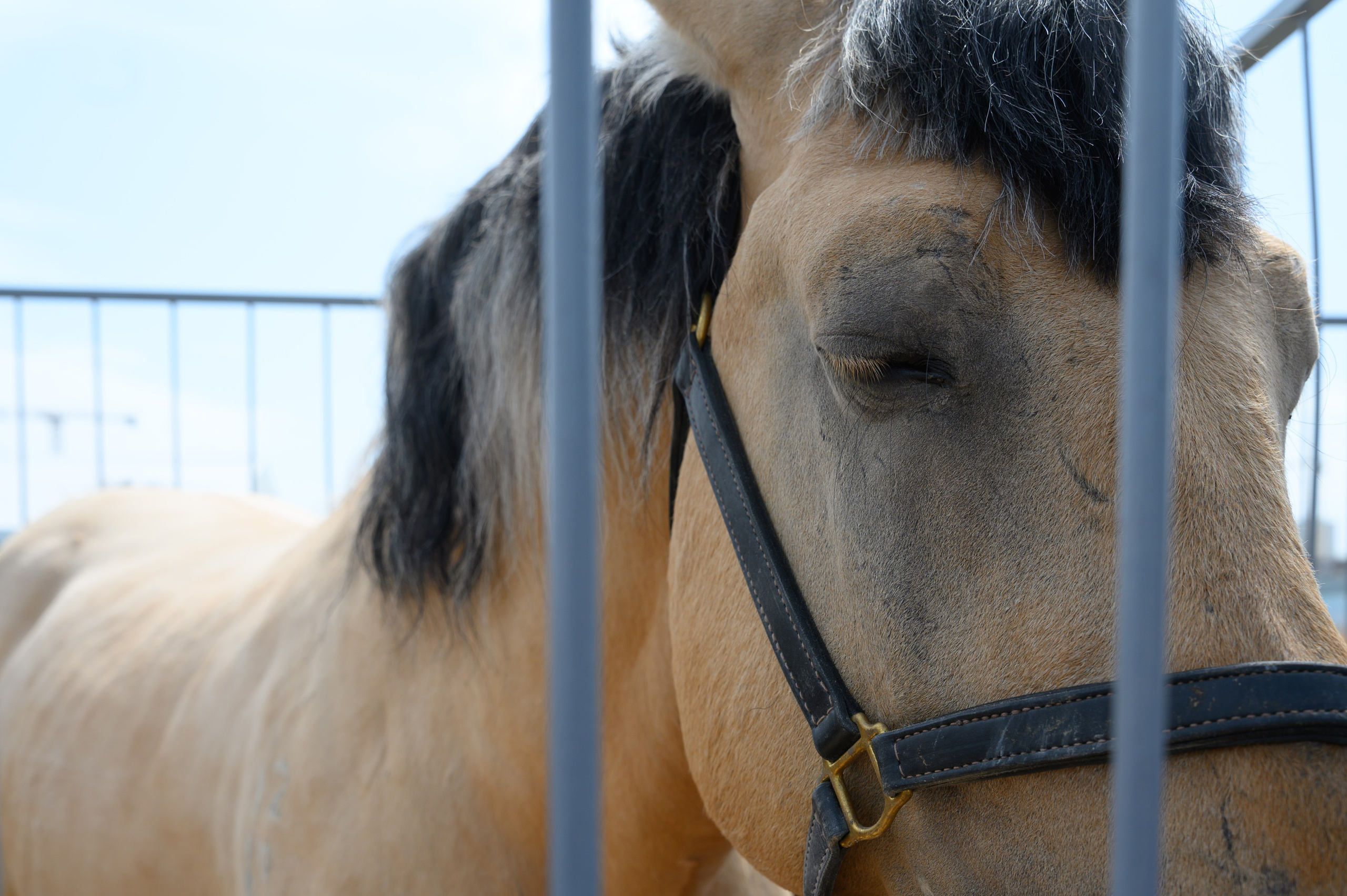 Агровыставка. Фотоуслуги, услуги фотографа, фотографирование важных событий