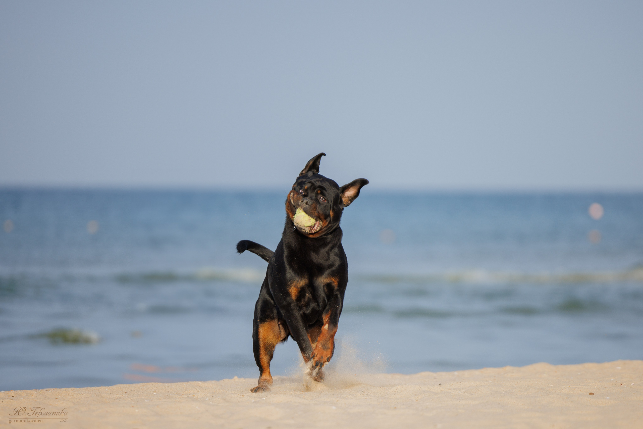 Свободная съемка. Фотограф-анималист Юлия Германика