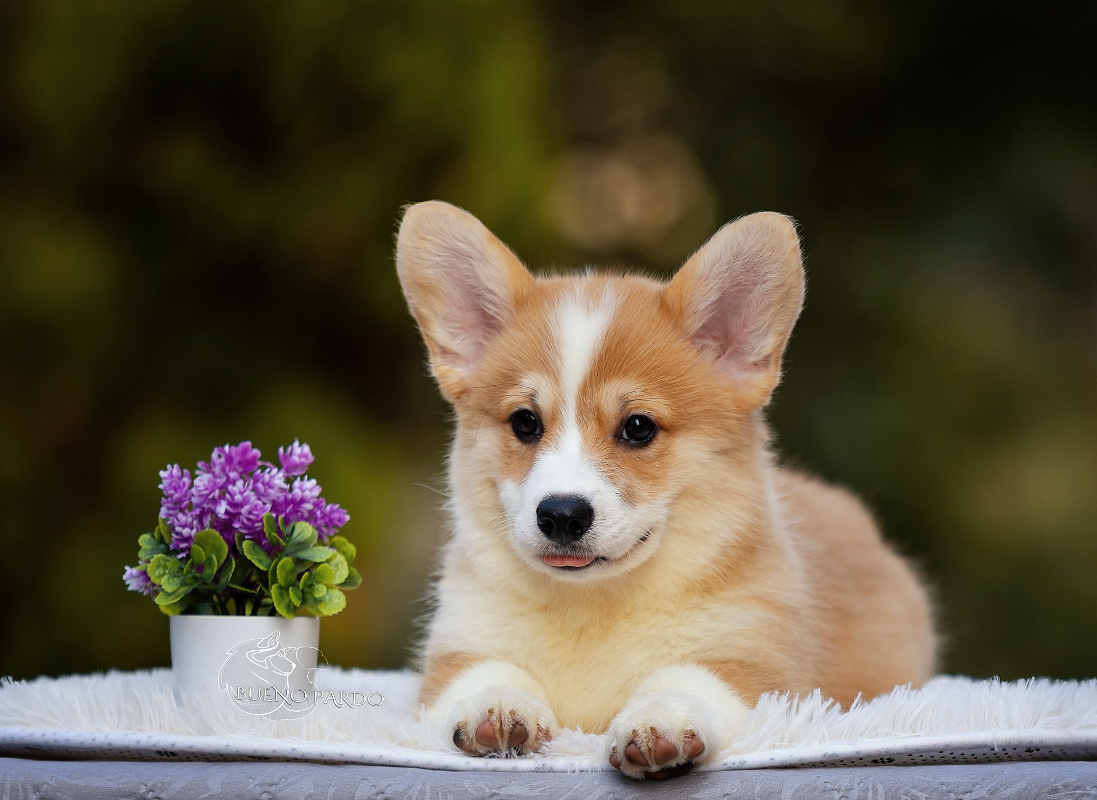 Щенки вельш корги пемброк из питомника. Питомник собак Акита, Хаски, Корги