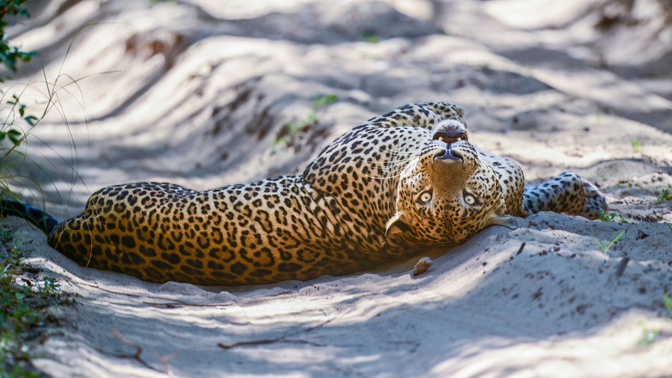 Фотограф Сергей Пупонин