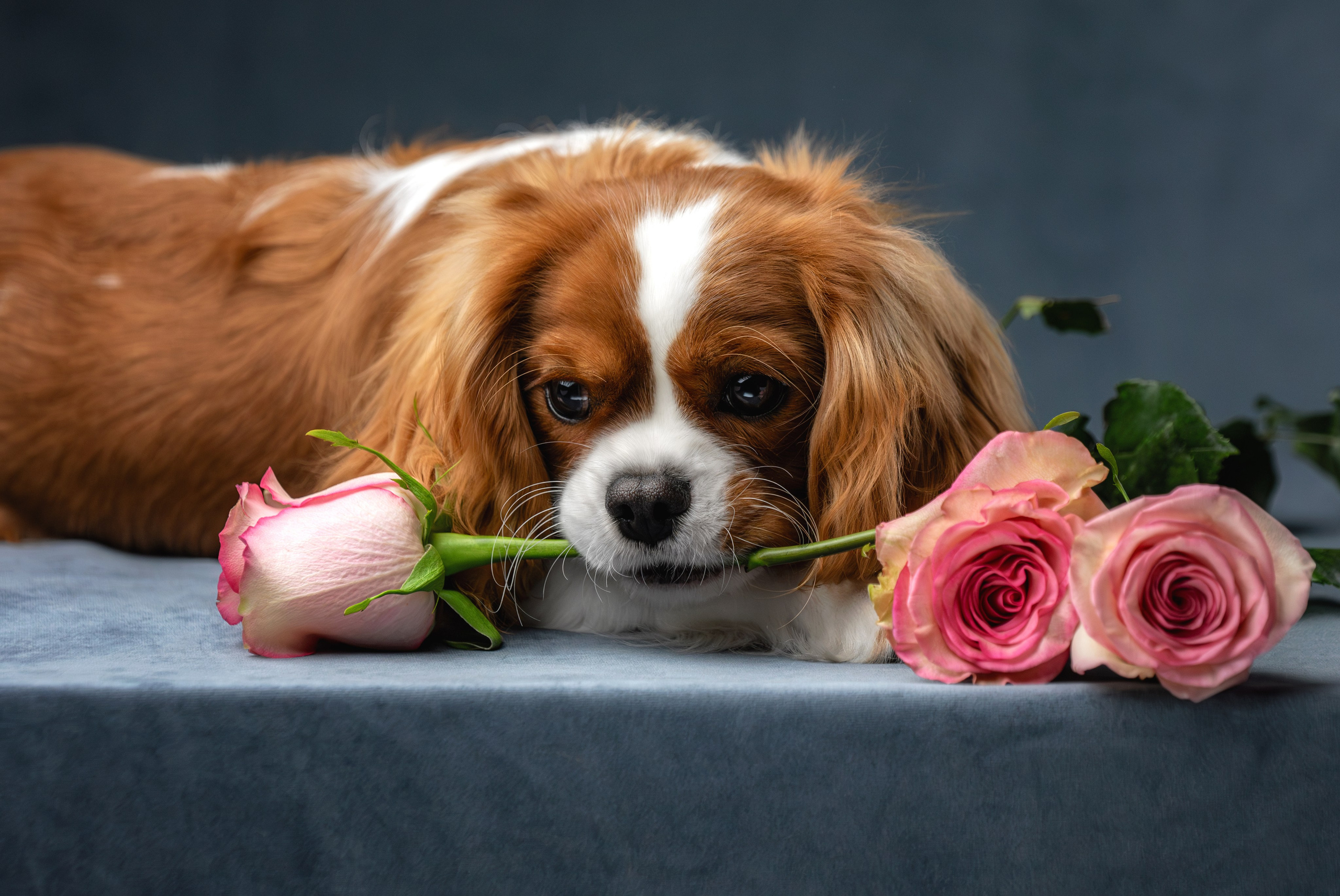 Фотограф-анималист Юлия Зубкова