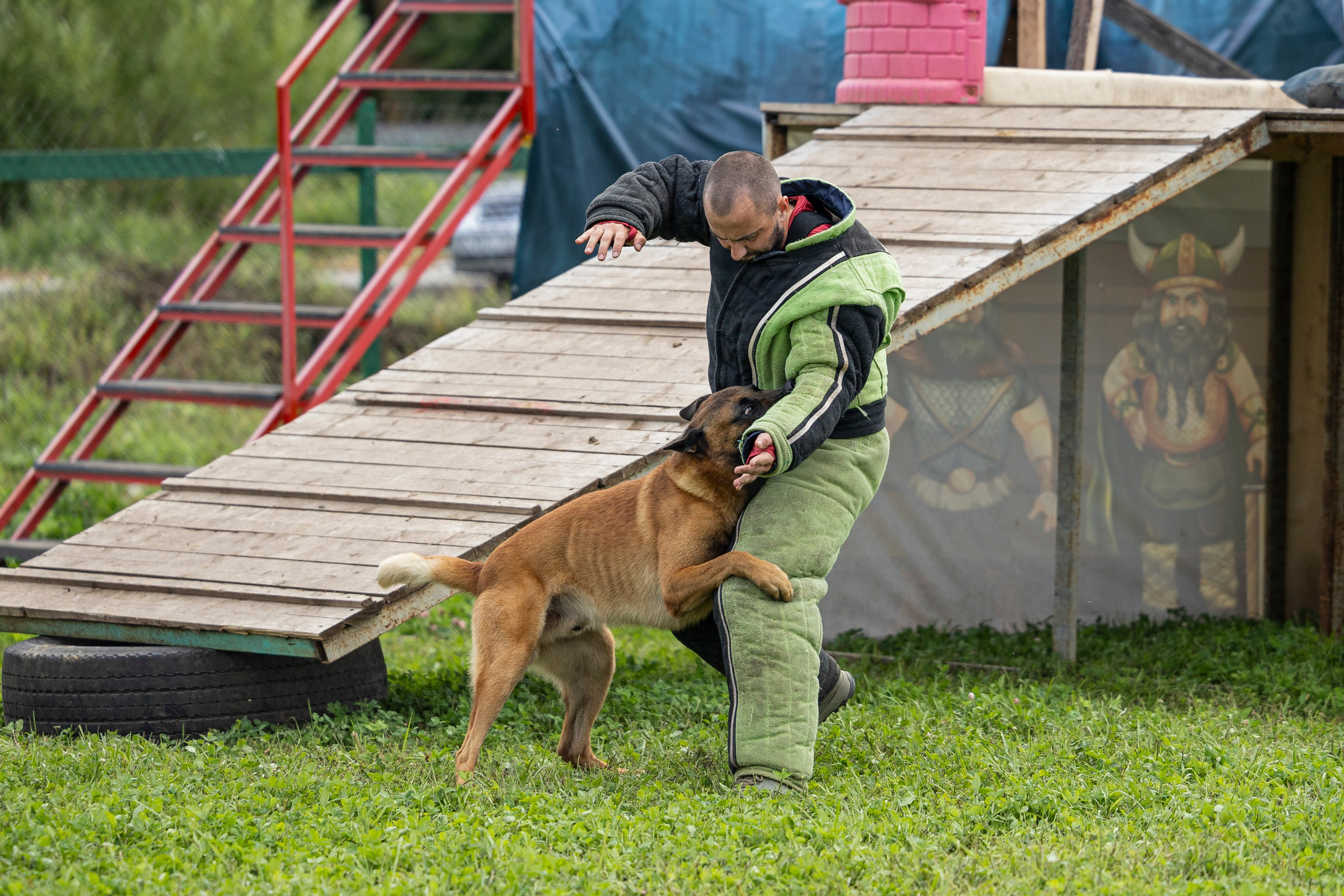 Соревнования по Мондьорингу г. Вологда 10-11.08.2024. Фотограф-анималист Анна Маринич